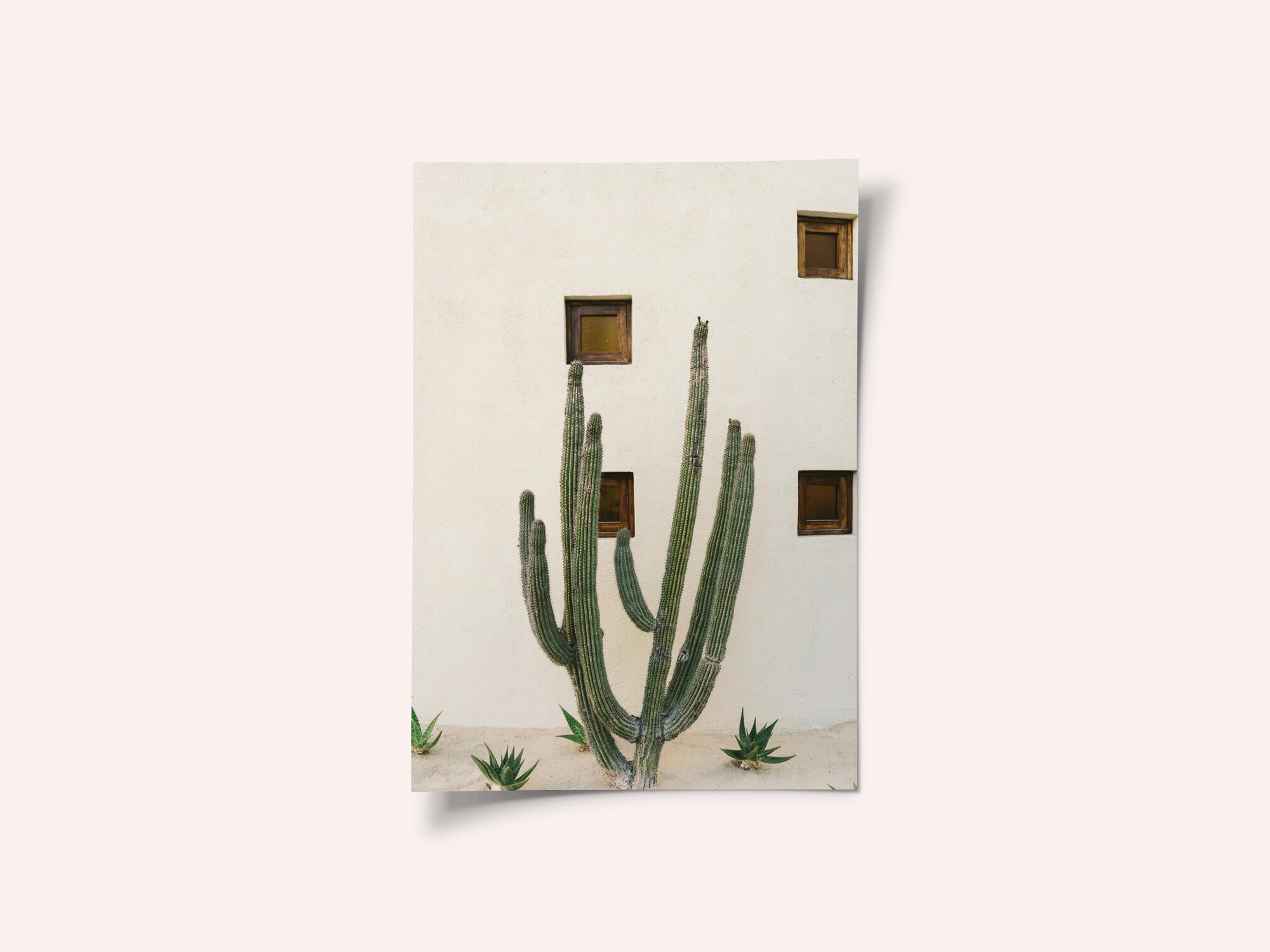 Cabo Cactus IX