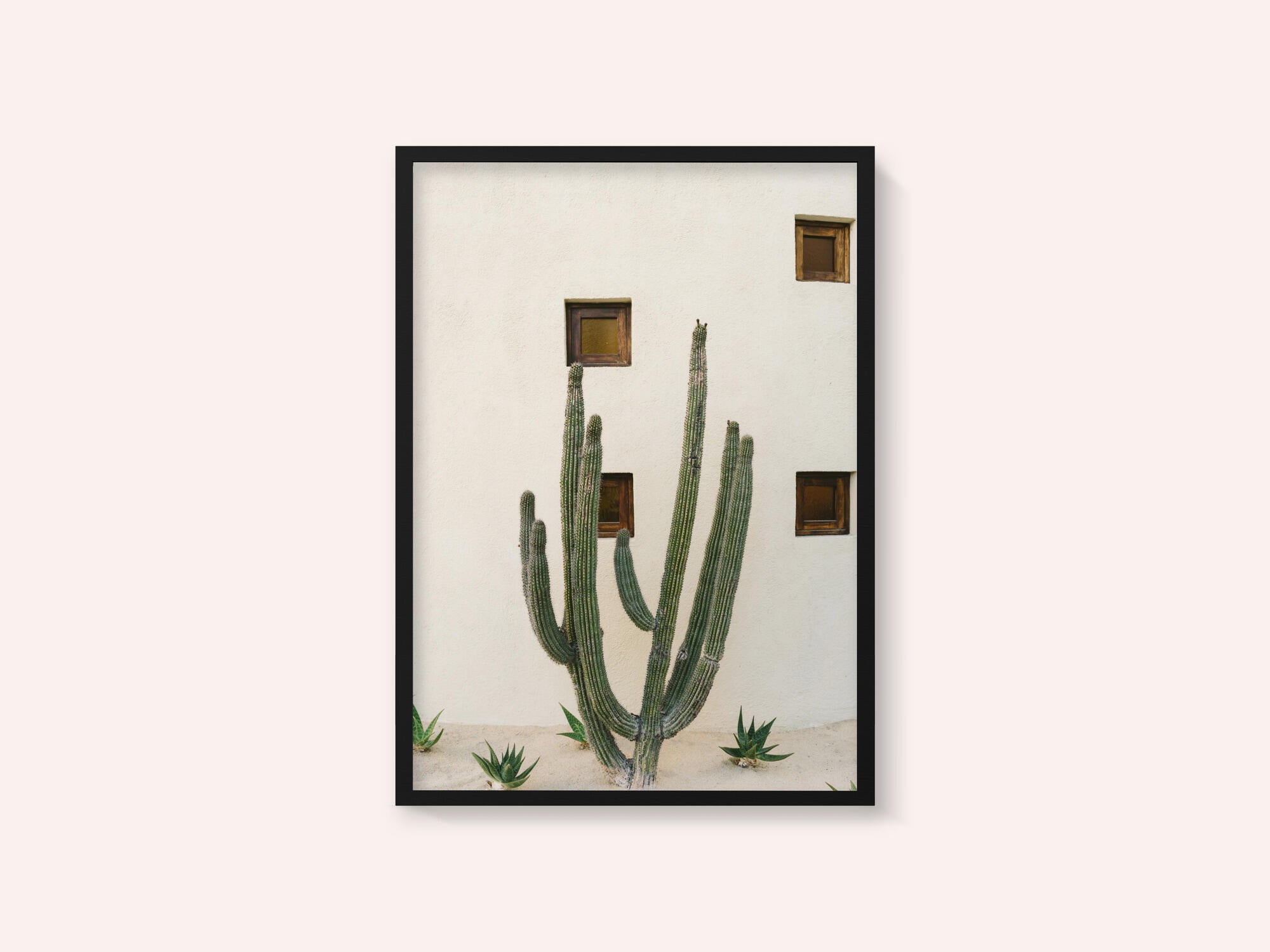 Cabo Cactus IX