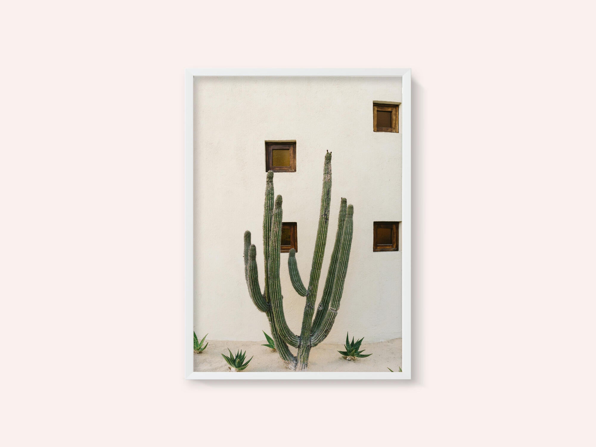 Cabo Cactus IX