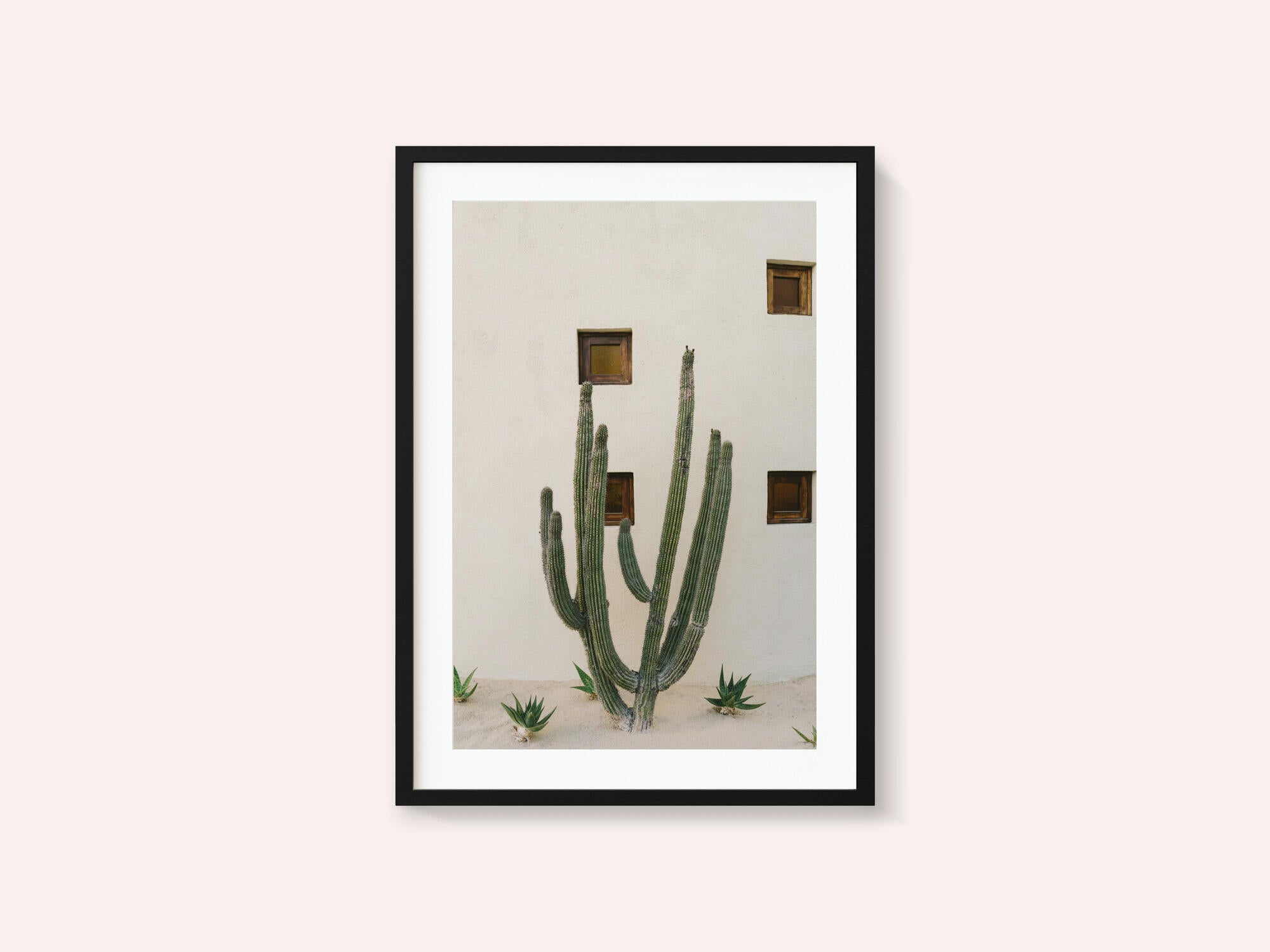 Cabo Cactus IX