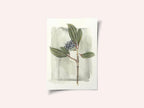 Viburnum davidii