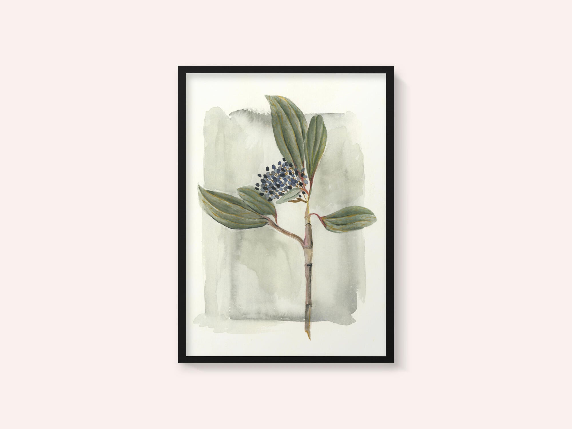 Viburnum davidii