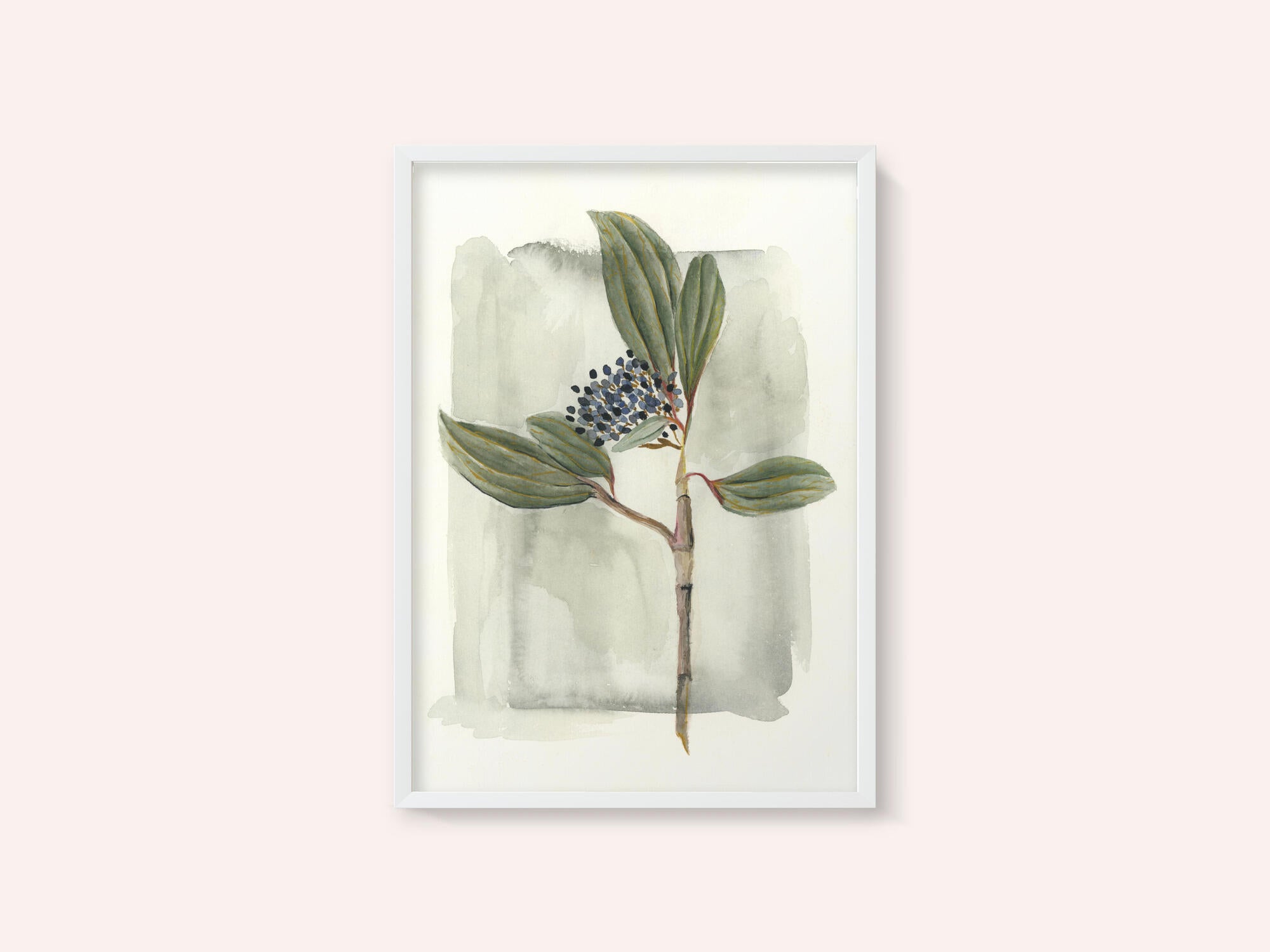 Viburnum davidii