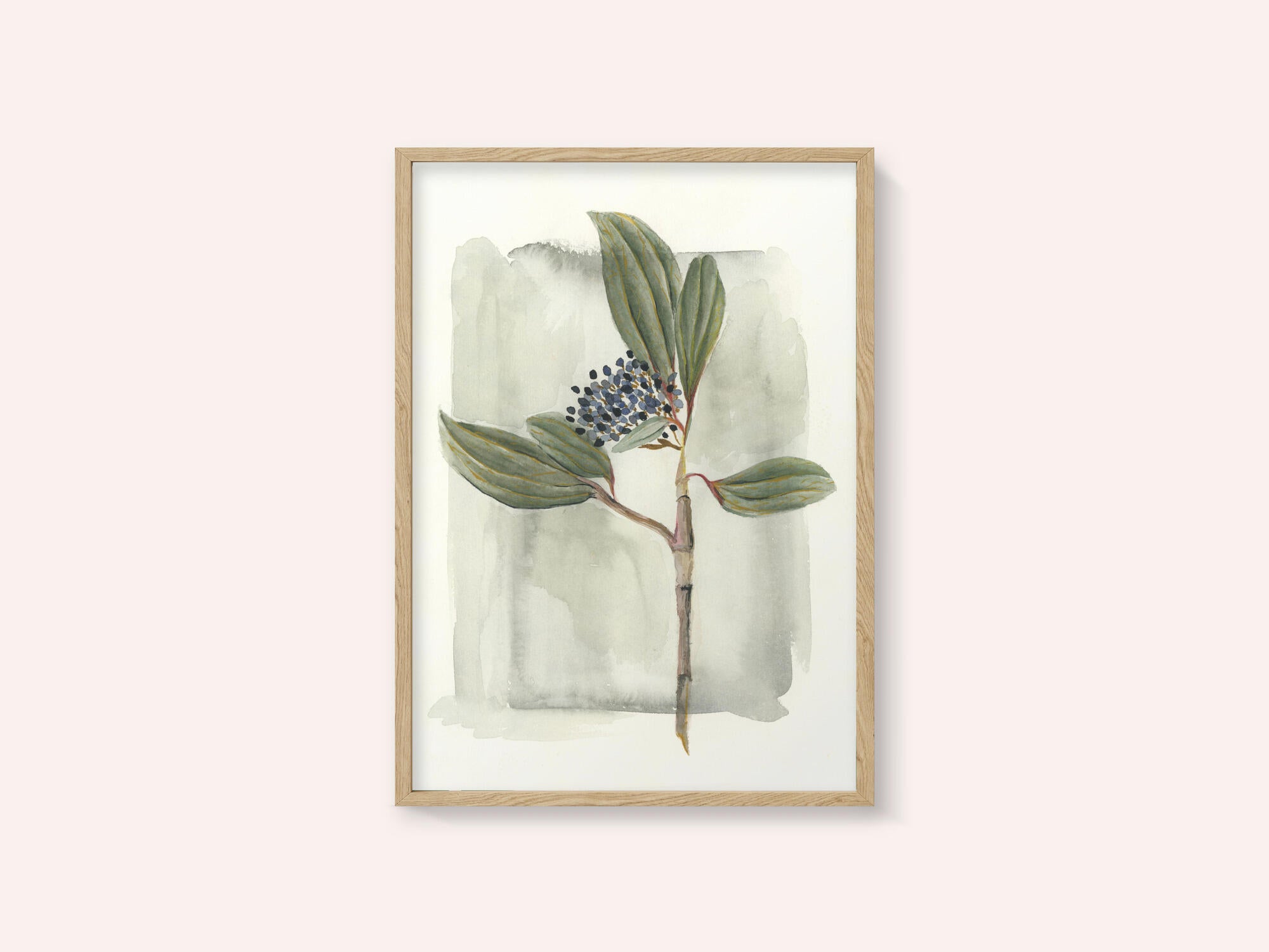 Viburnum davidii