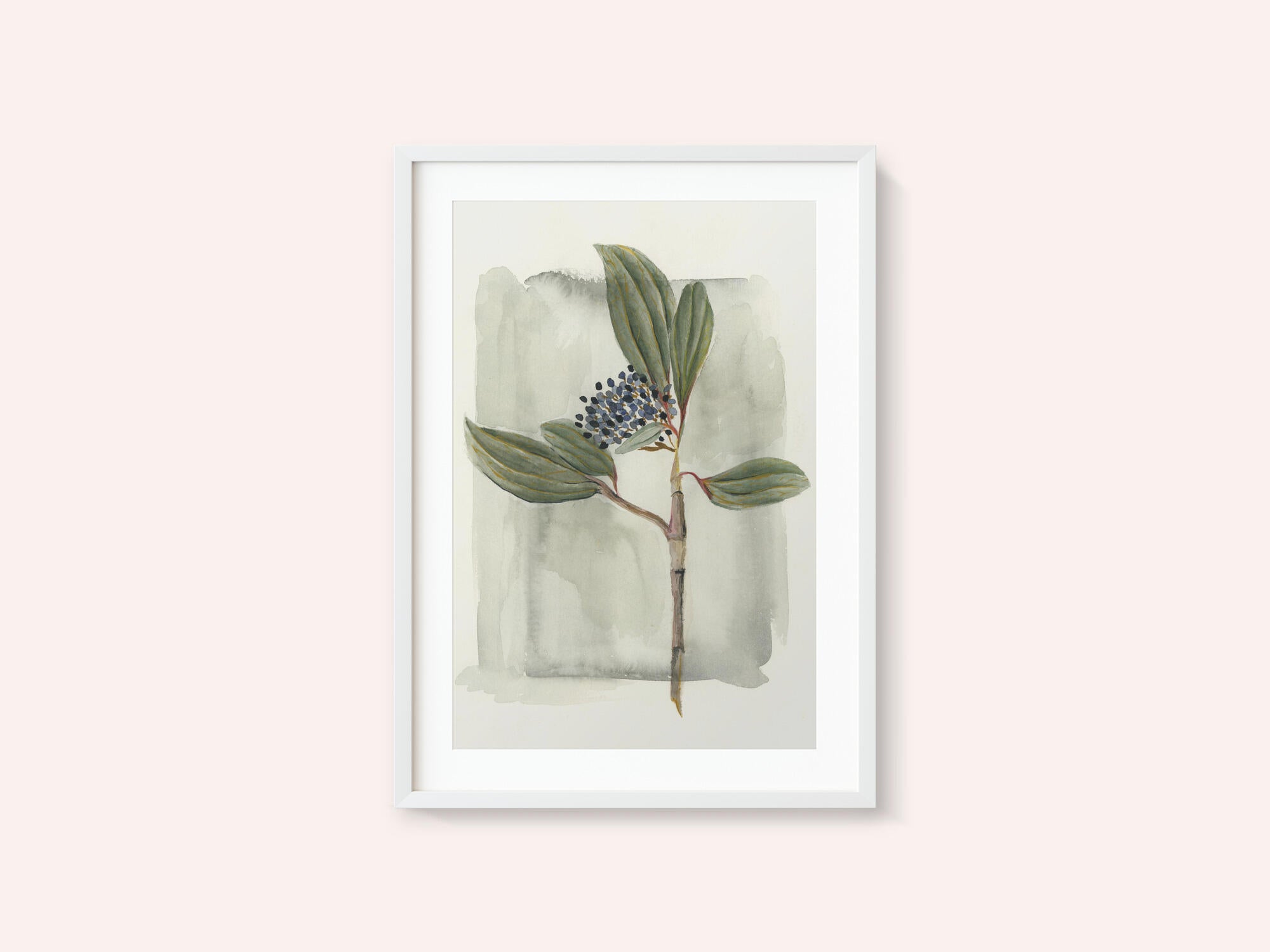 Viburnum davidii