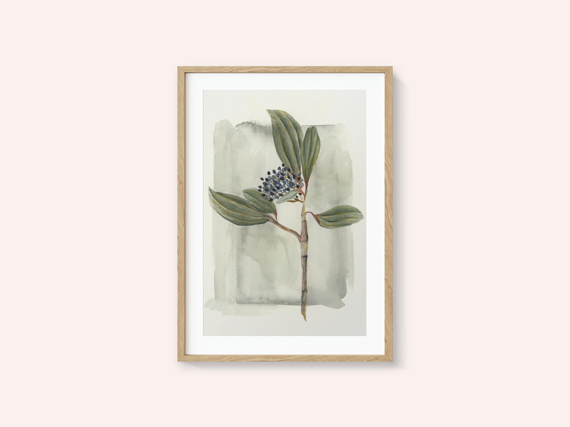 Viburnum davidii