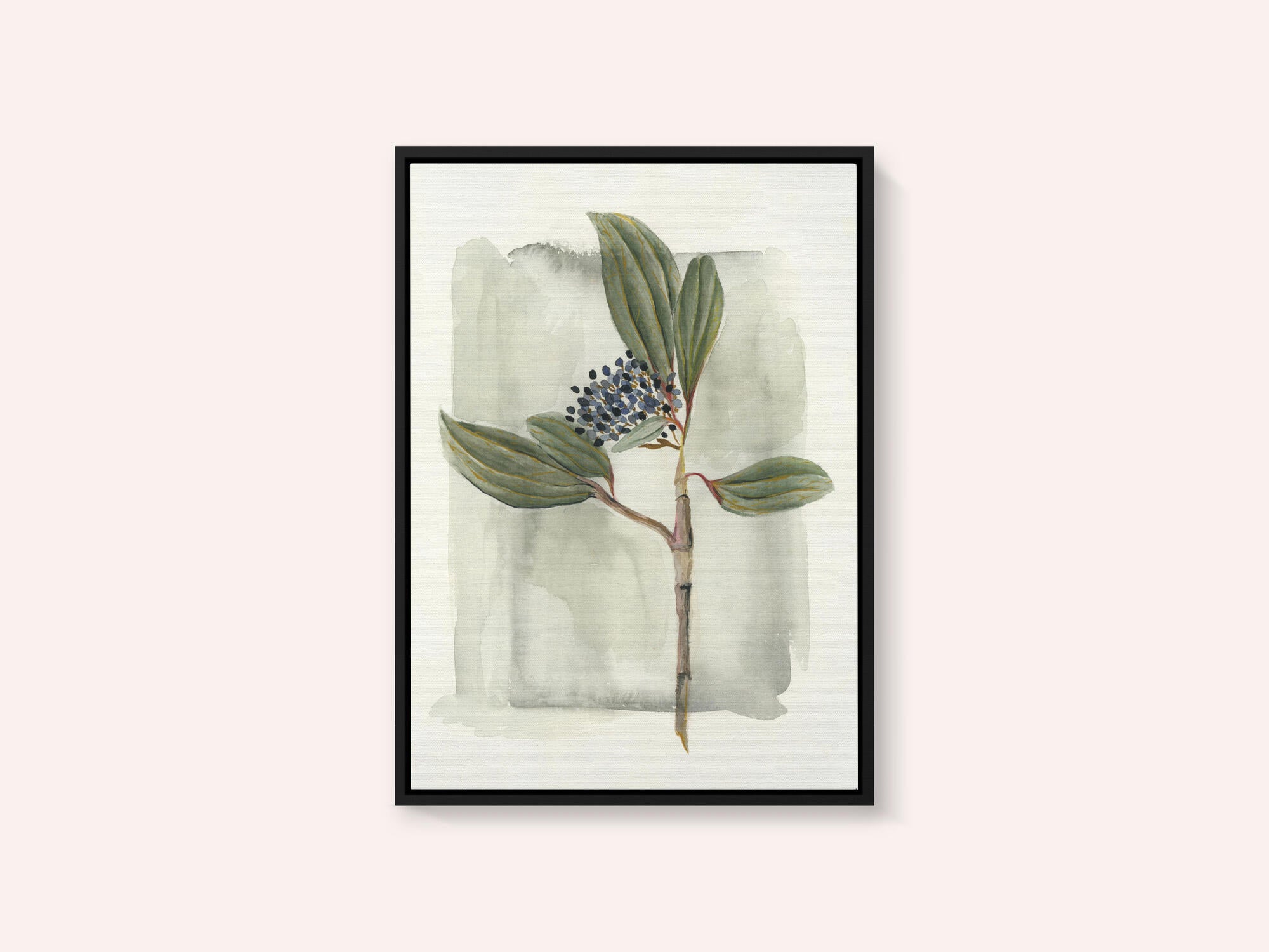 Viburnum davidii