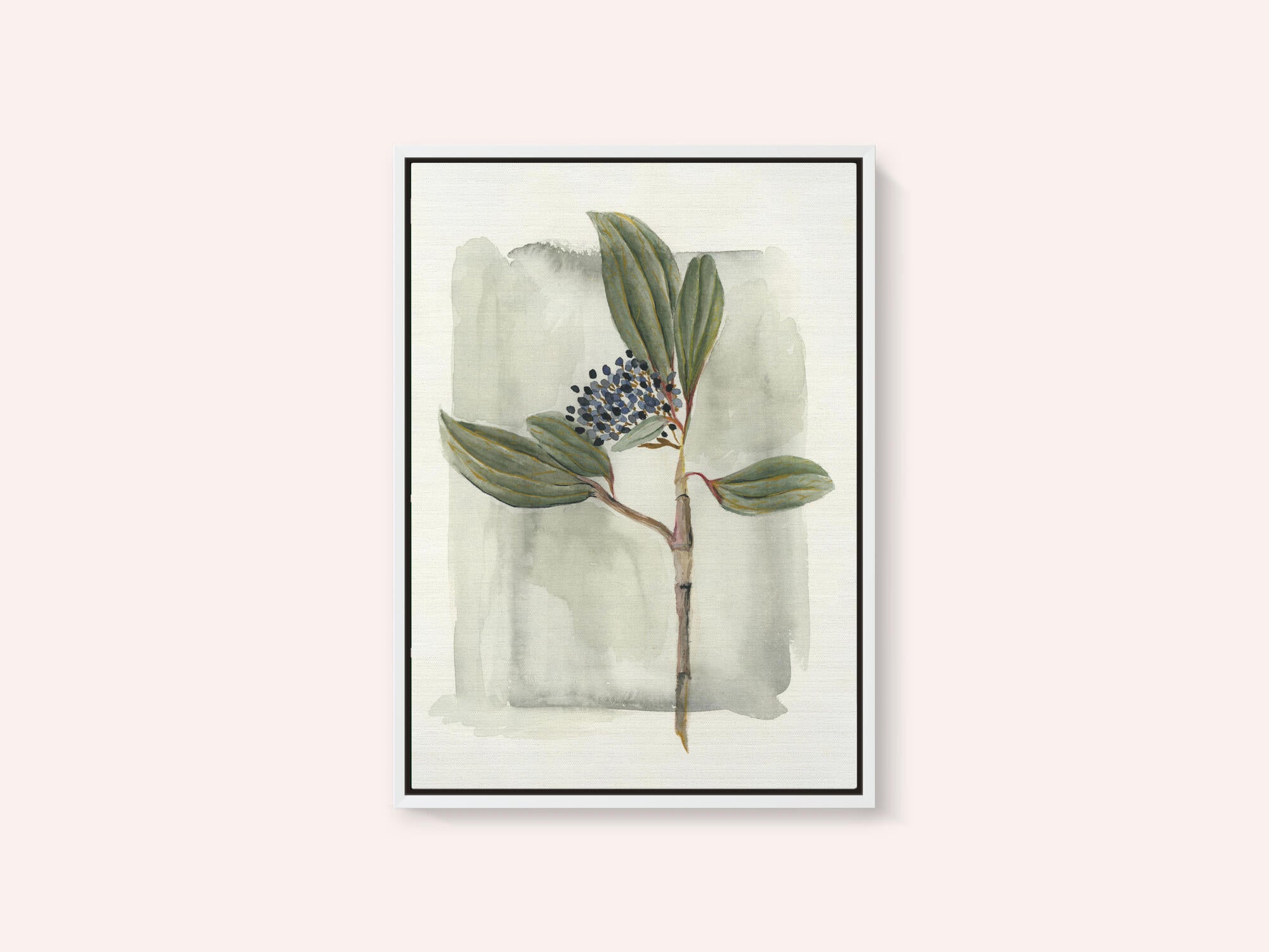 Viburnum davidii