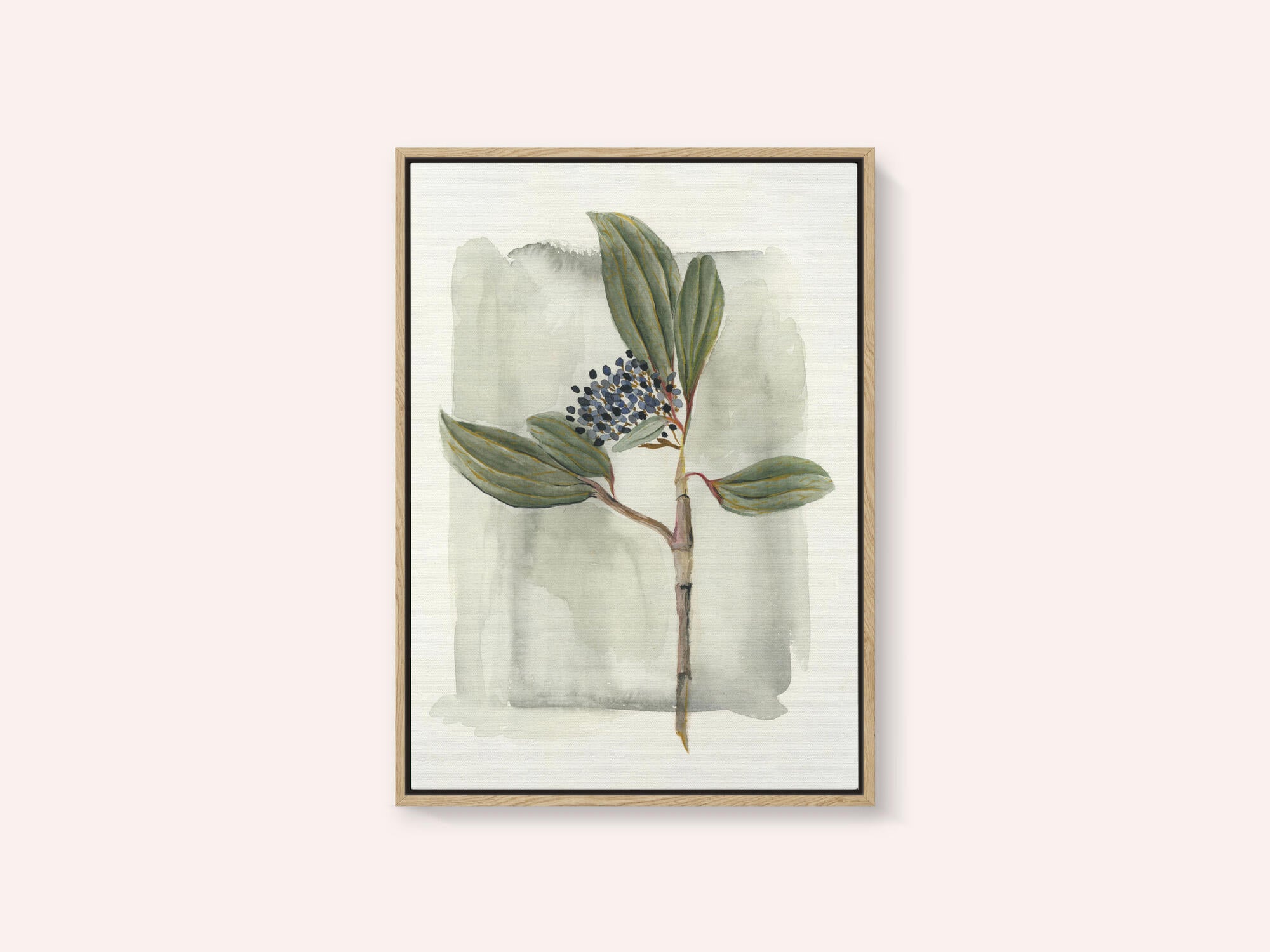 Viburnum davidii