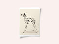 Pandc Dalmation