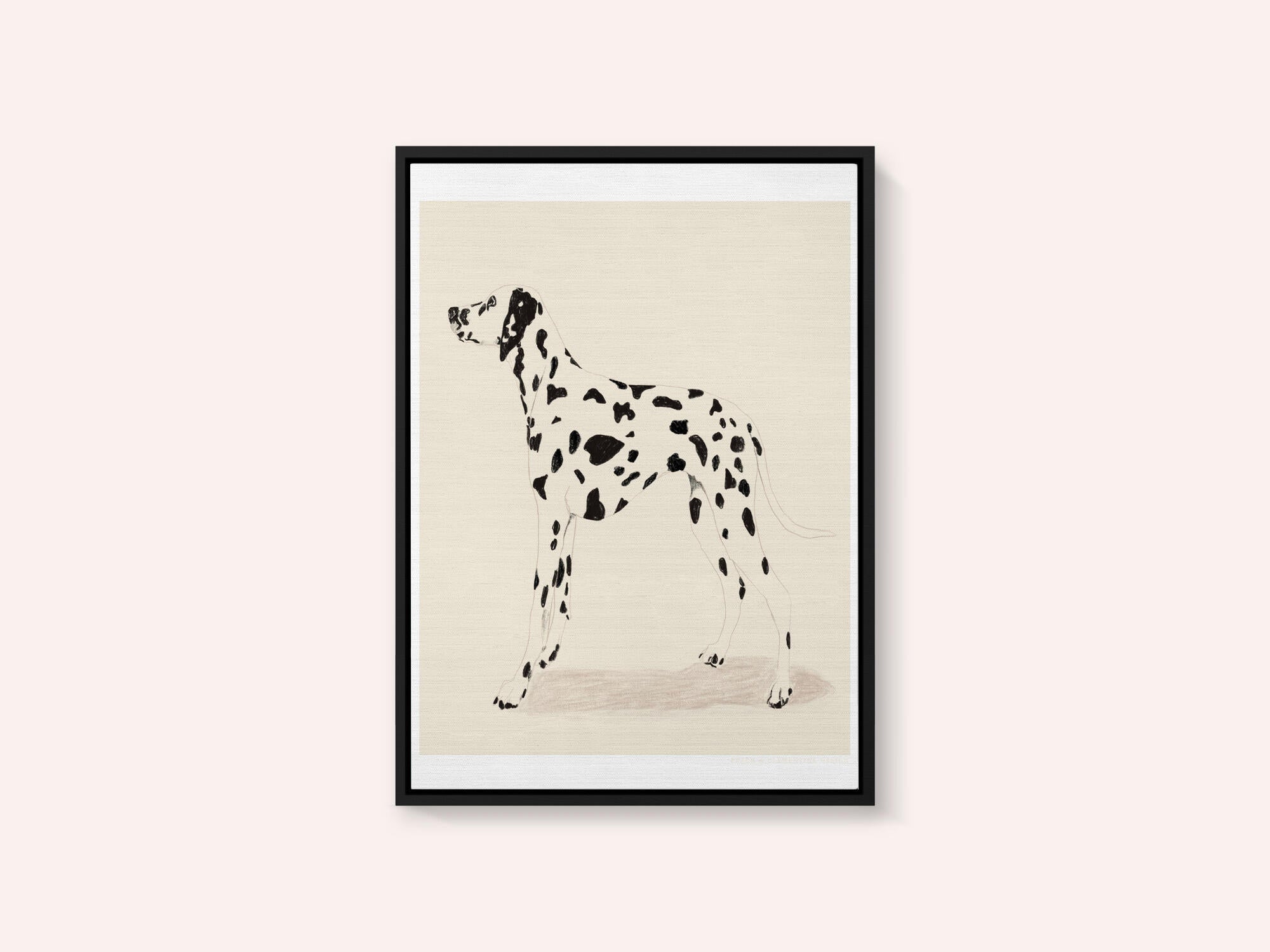 Pandc Dalmation