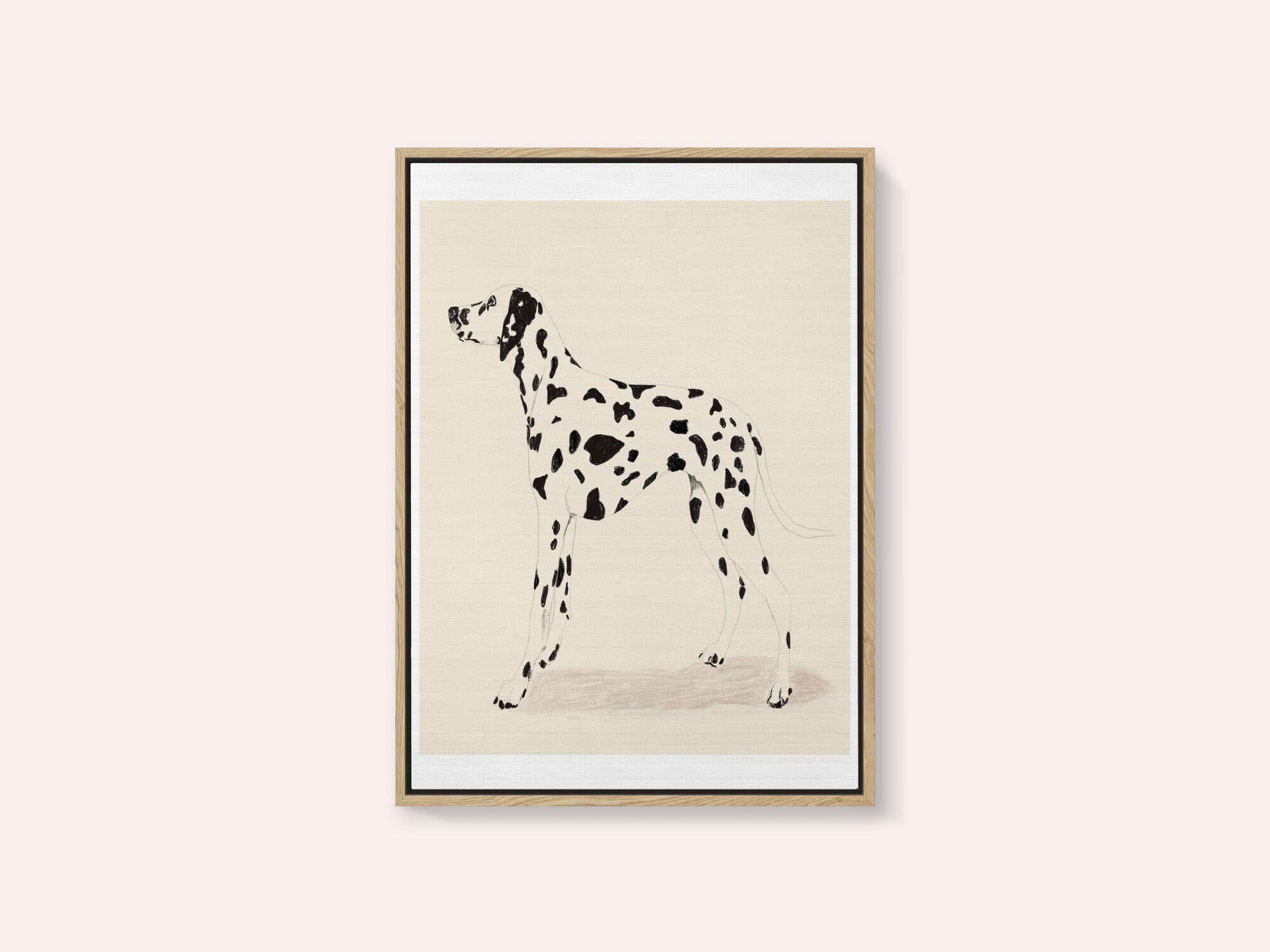 Pandc Dalmation
