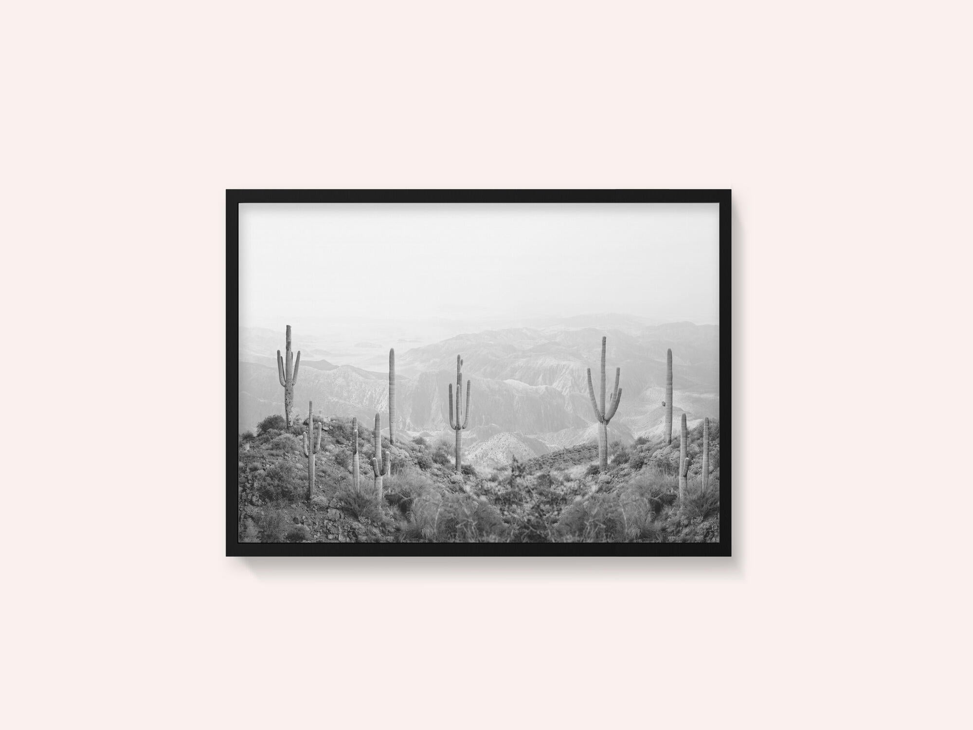 Western Cactus