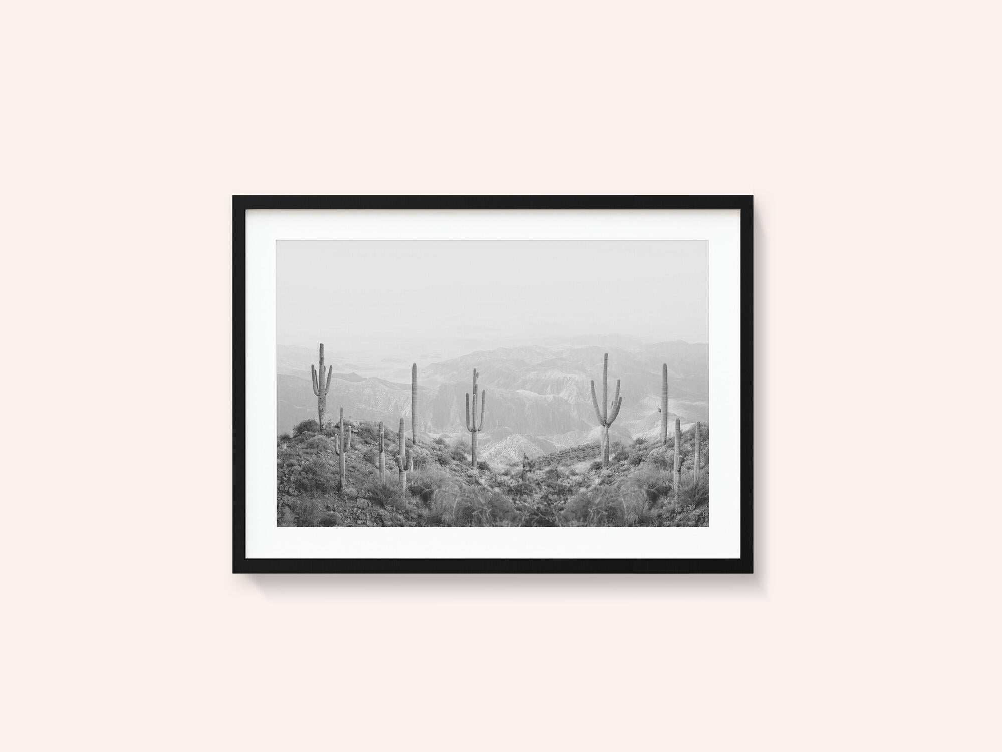 Western Cactus