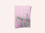 Cactus On Pink