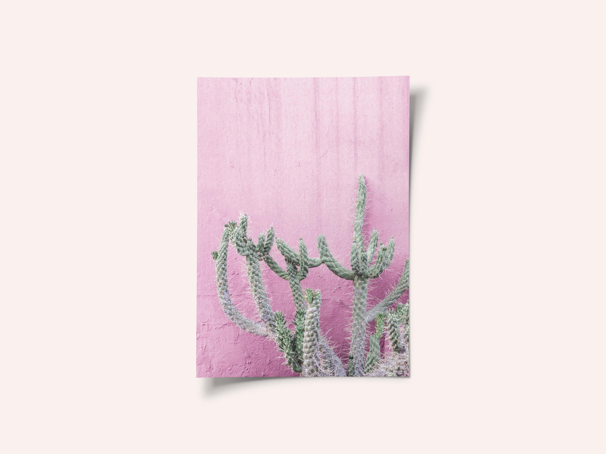 Cactus On Pink