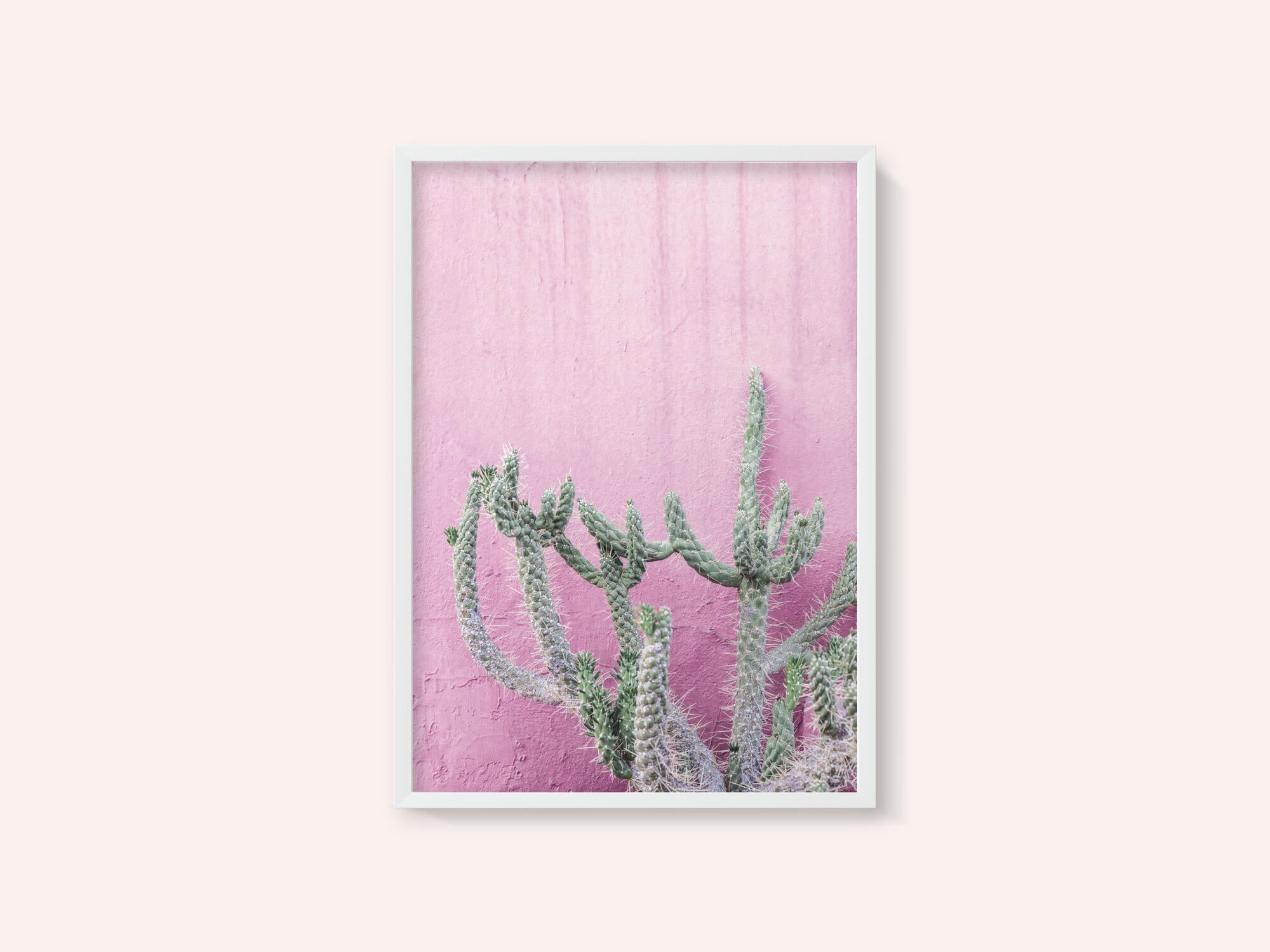 Cactus On Pink