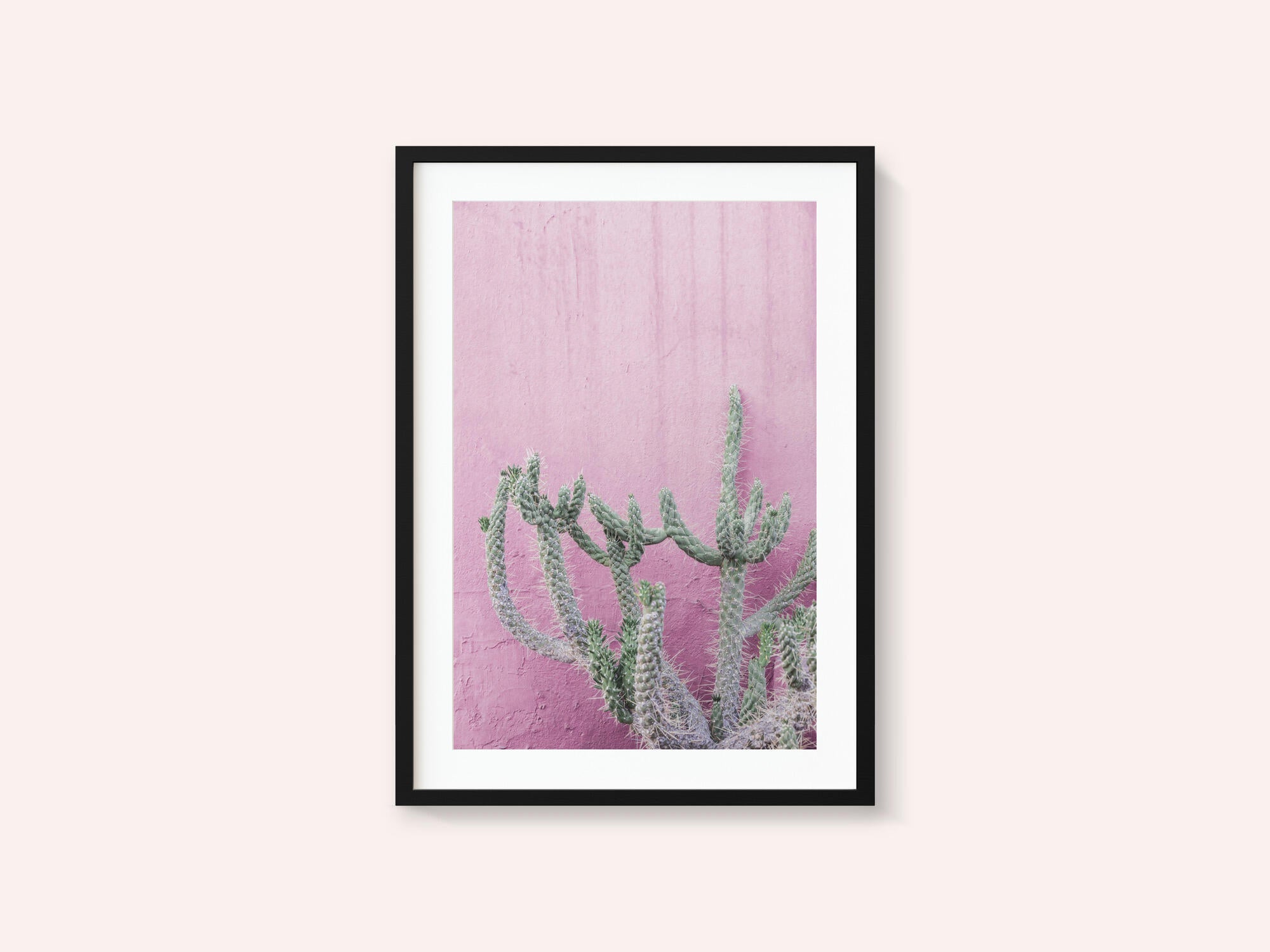 Cactus On Pink