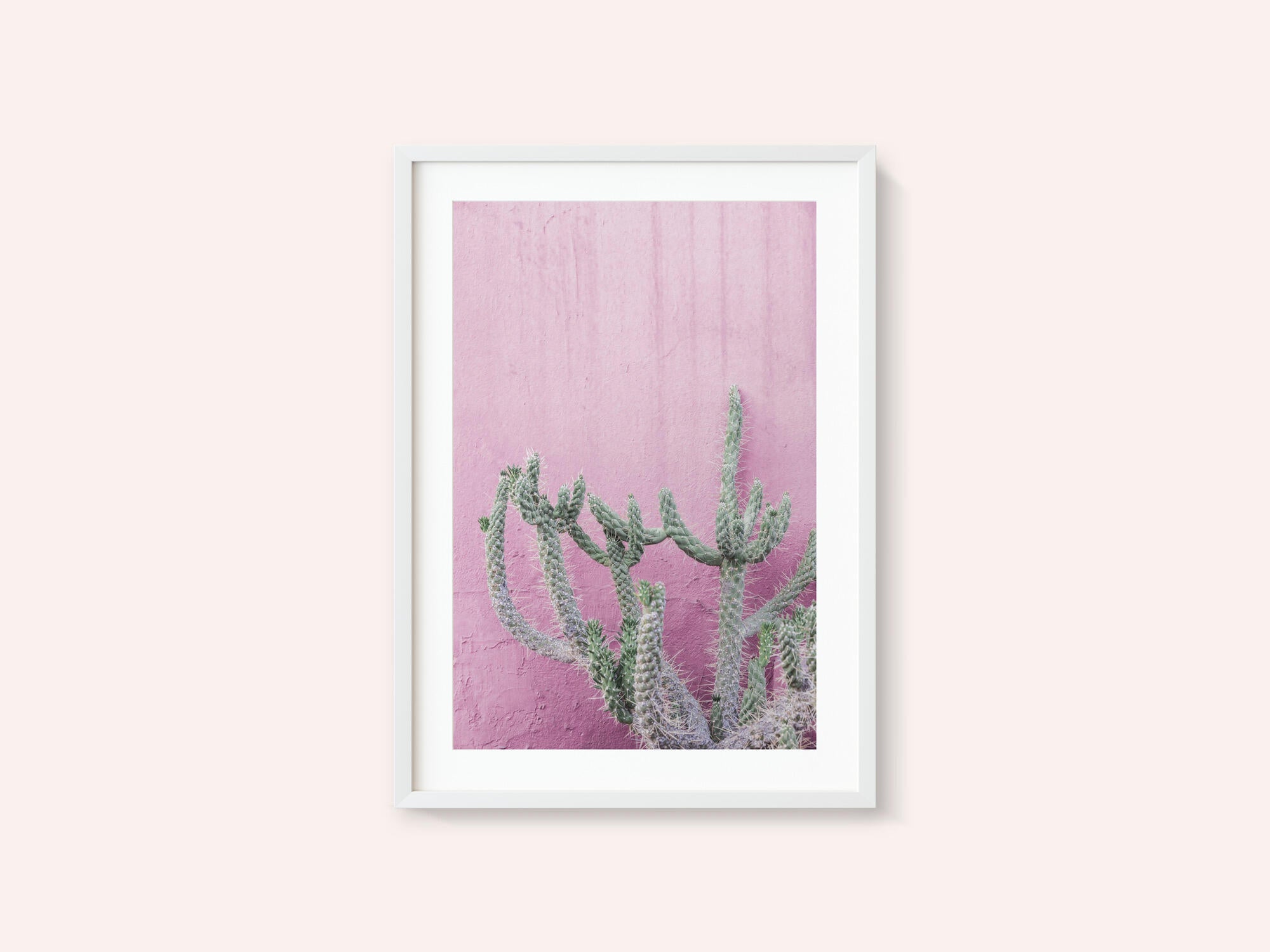 Cactus On Pink