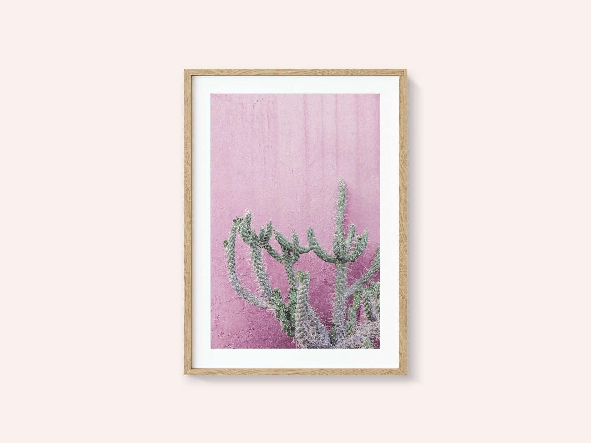 Cactus On Pink