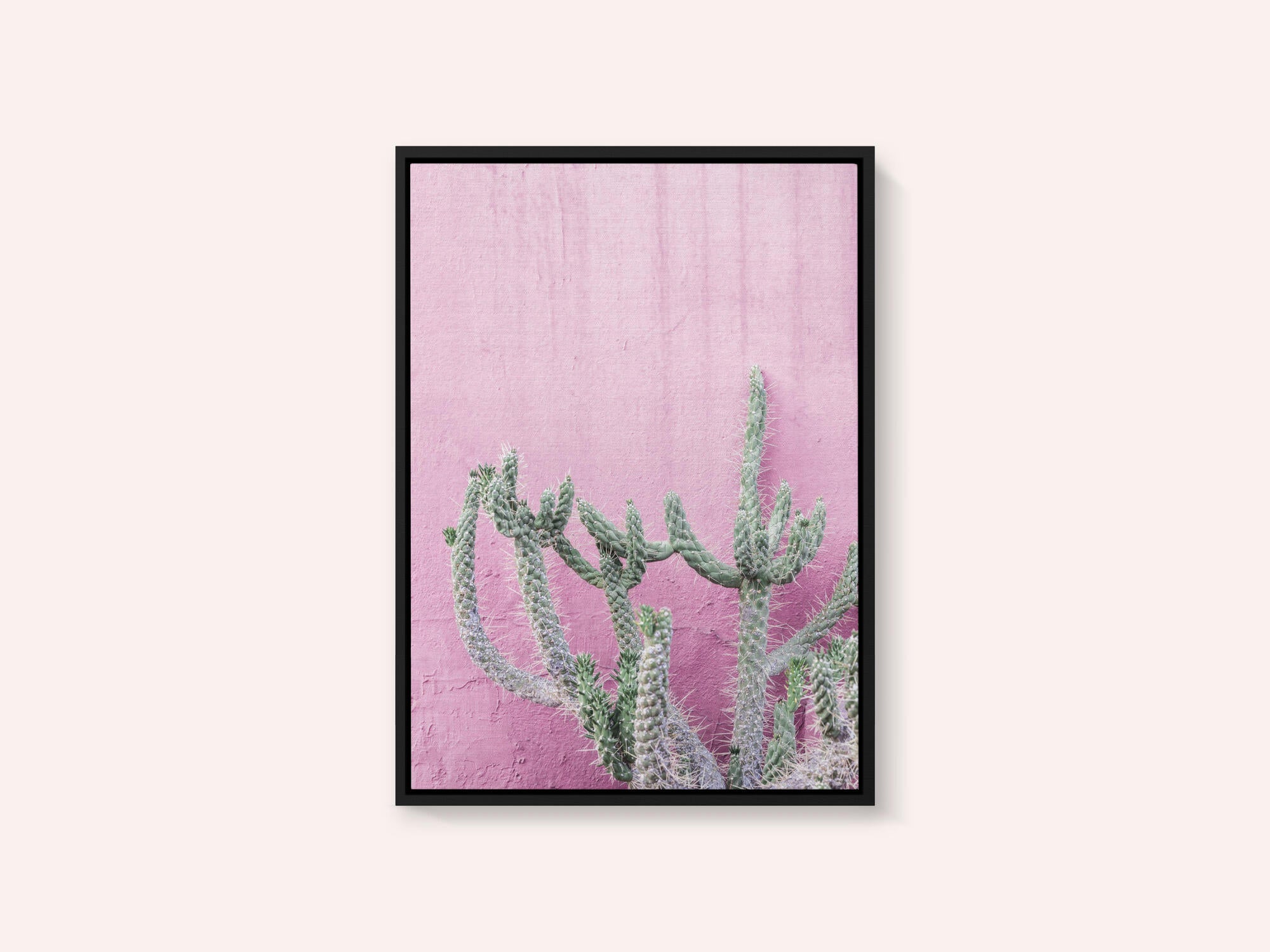 Cactus On Pink