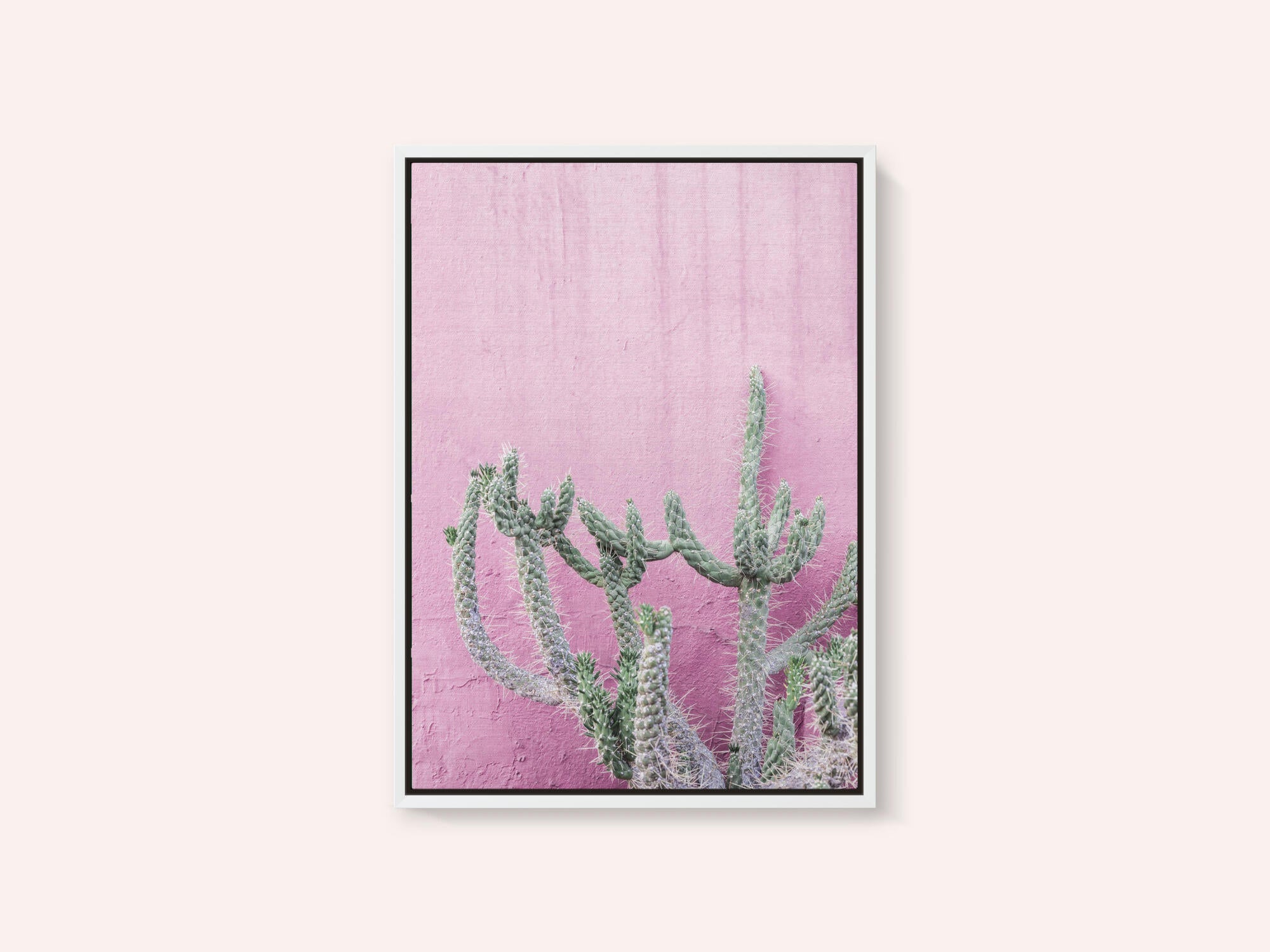 Cactus On Pink