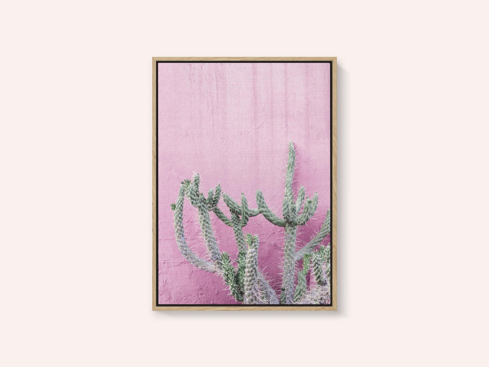 Cactus On Pink