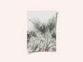 Palm Leaf
