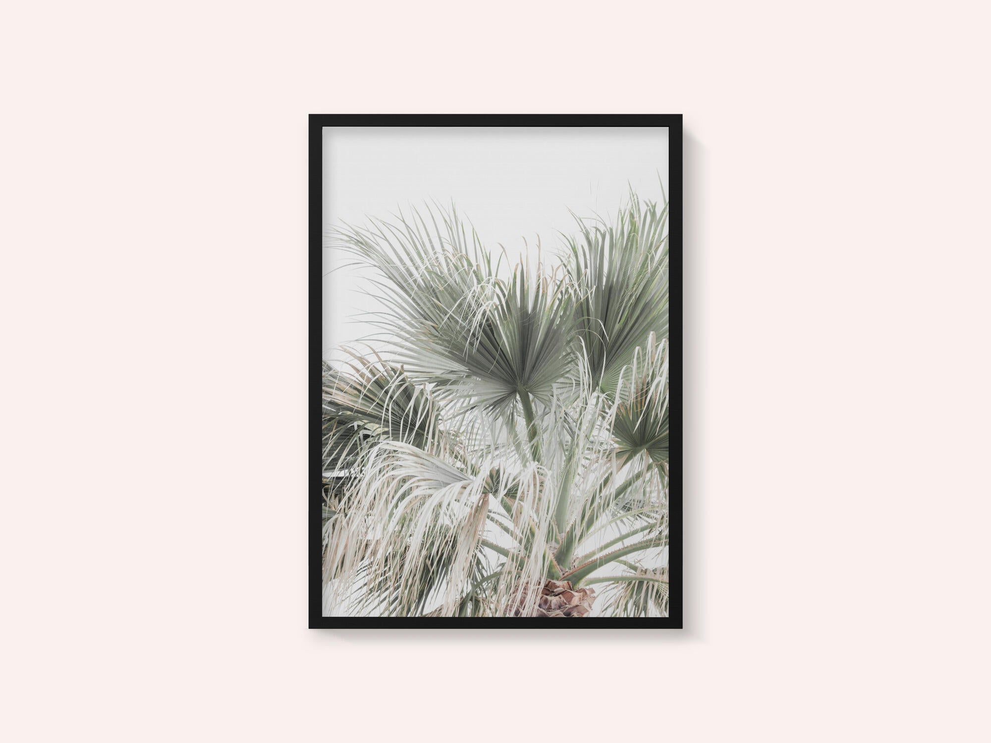 Palm Leaf