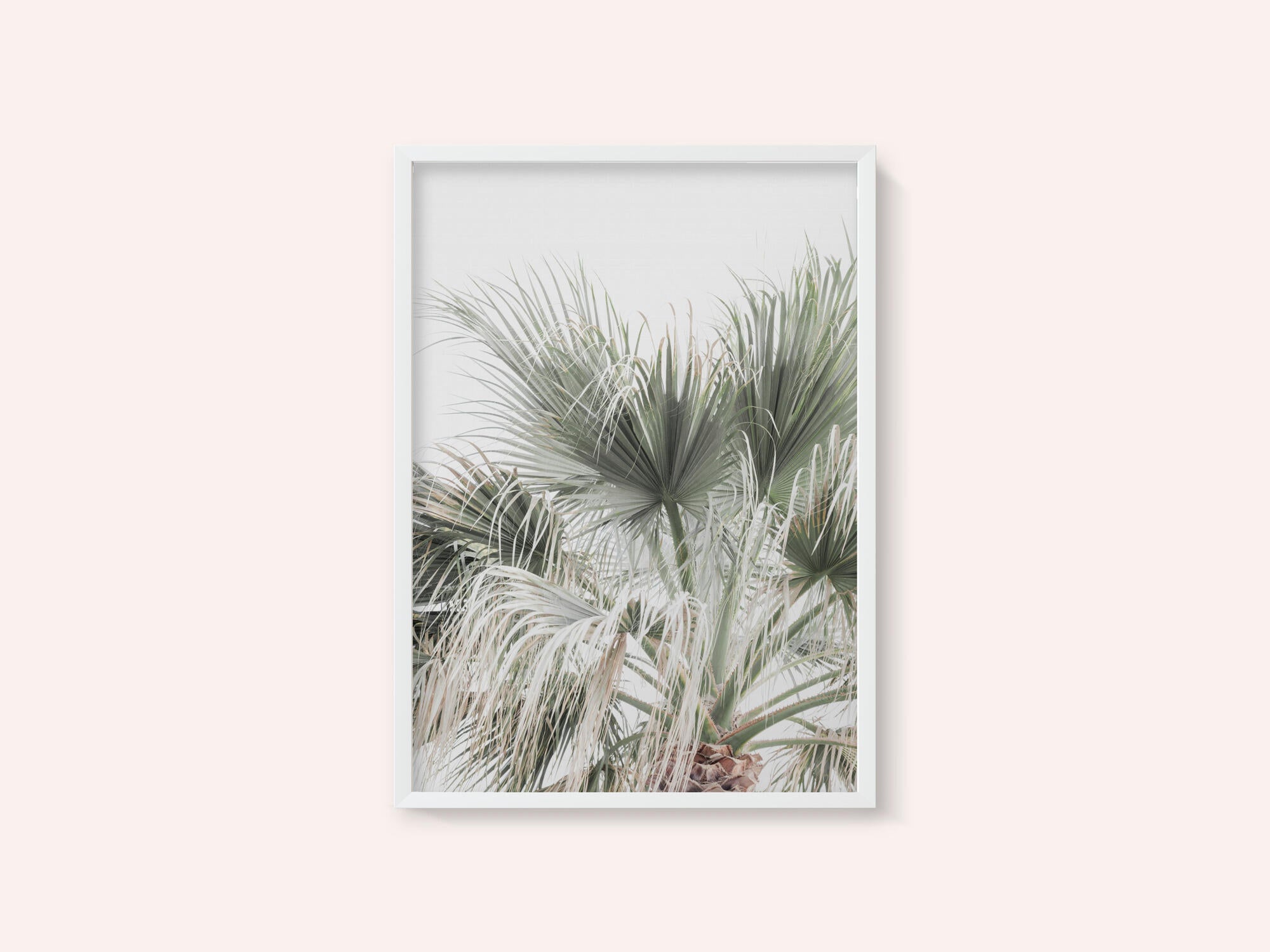 Palm Leaf