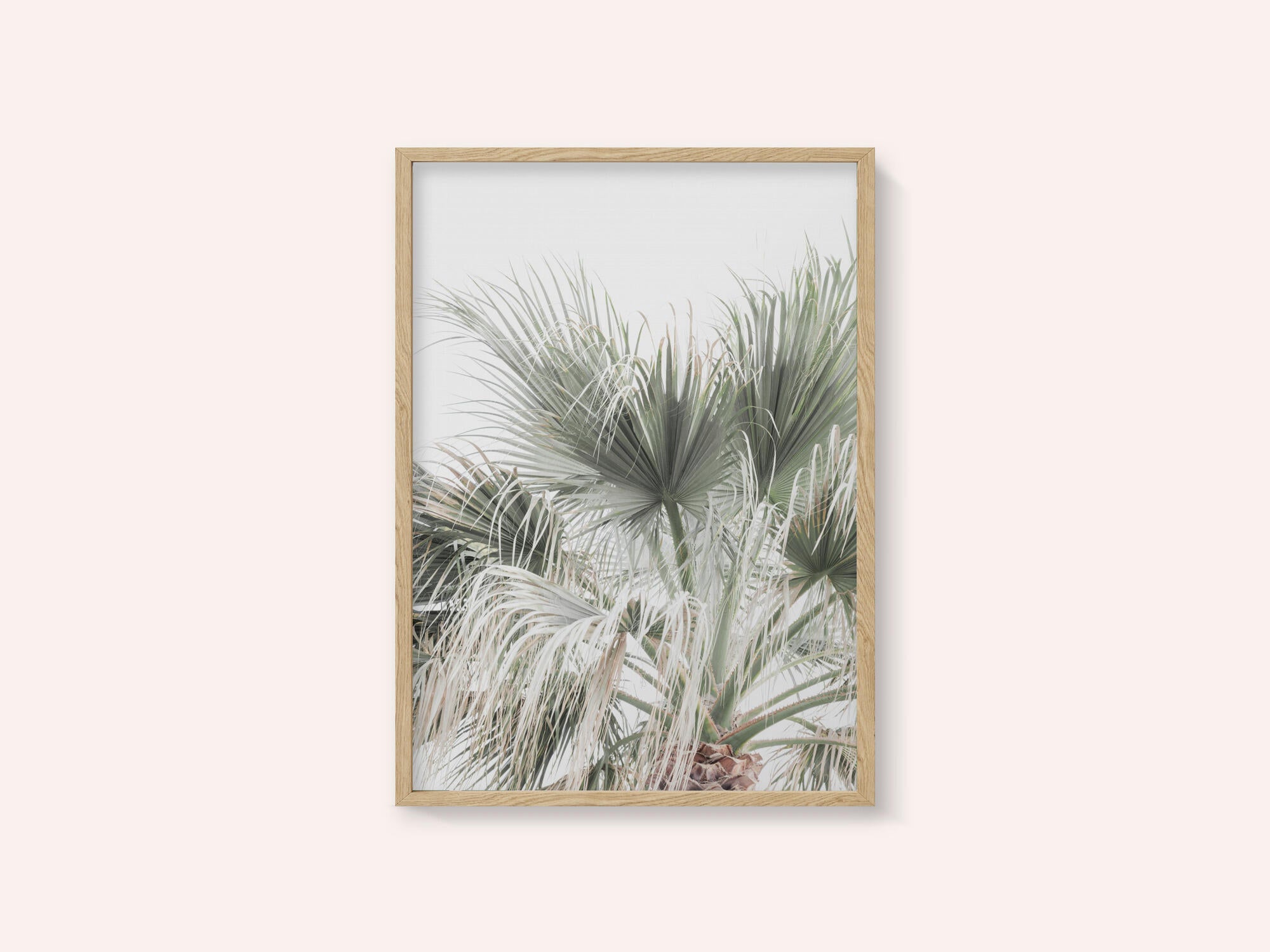 Palm Leaf