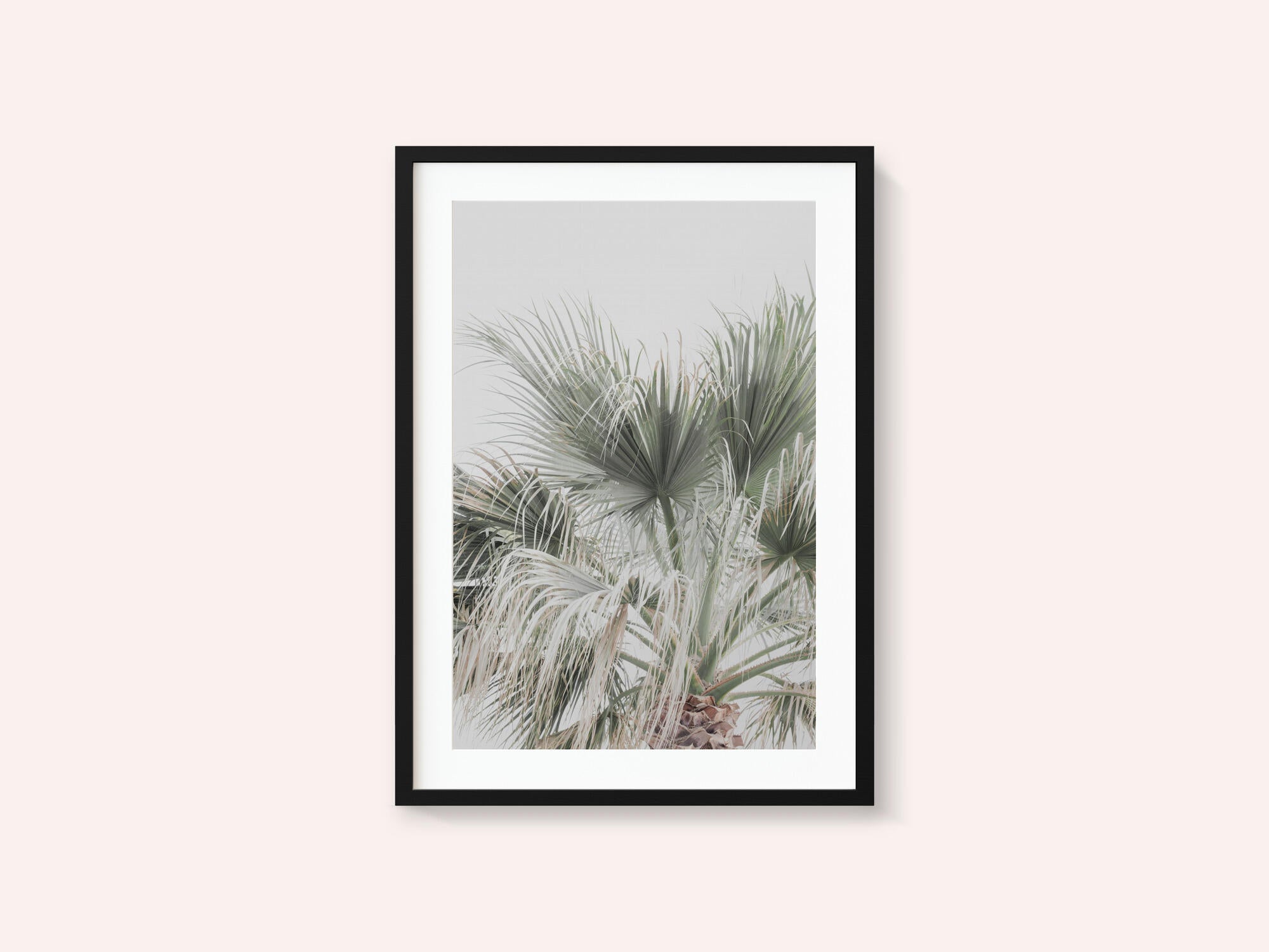 Palm Leaf