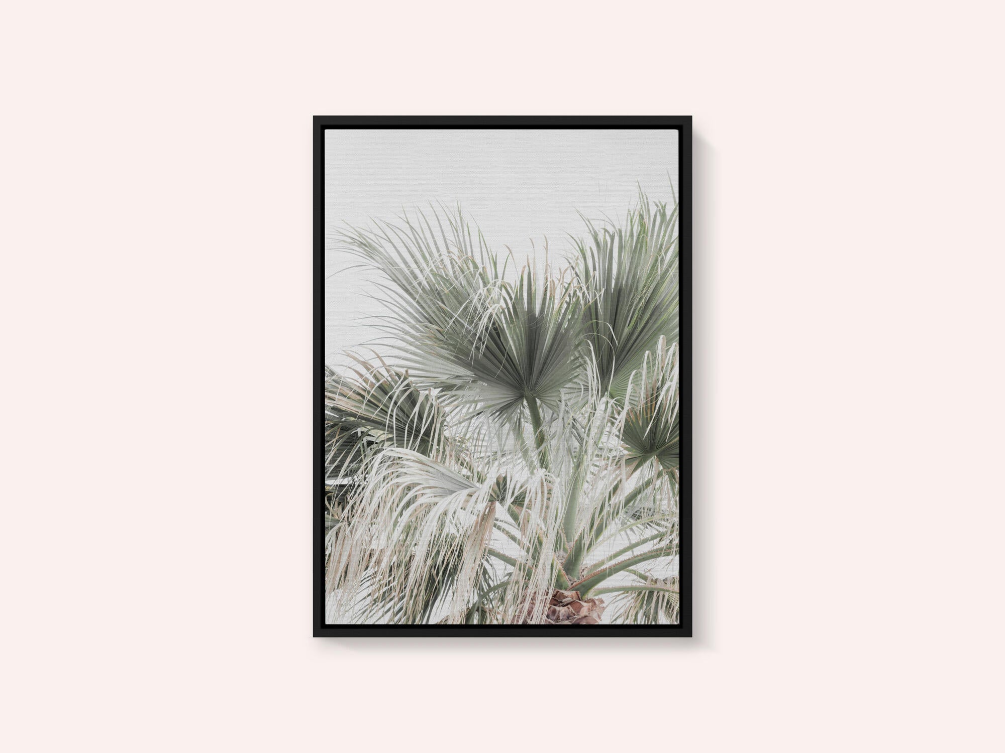 Palm Leaf