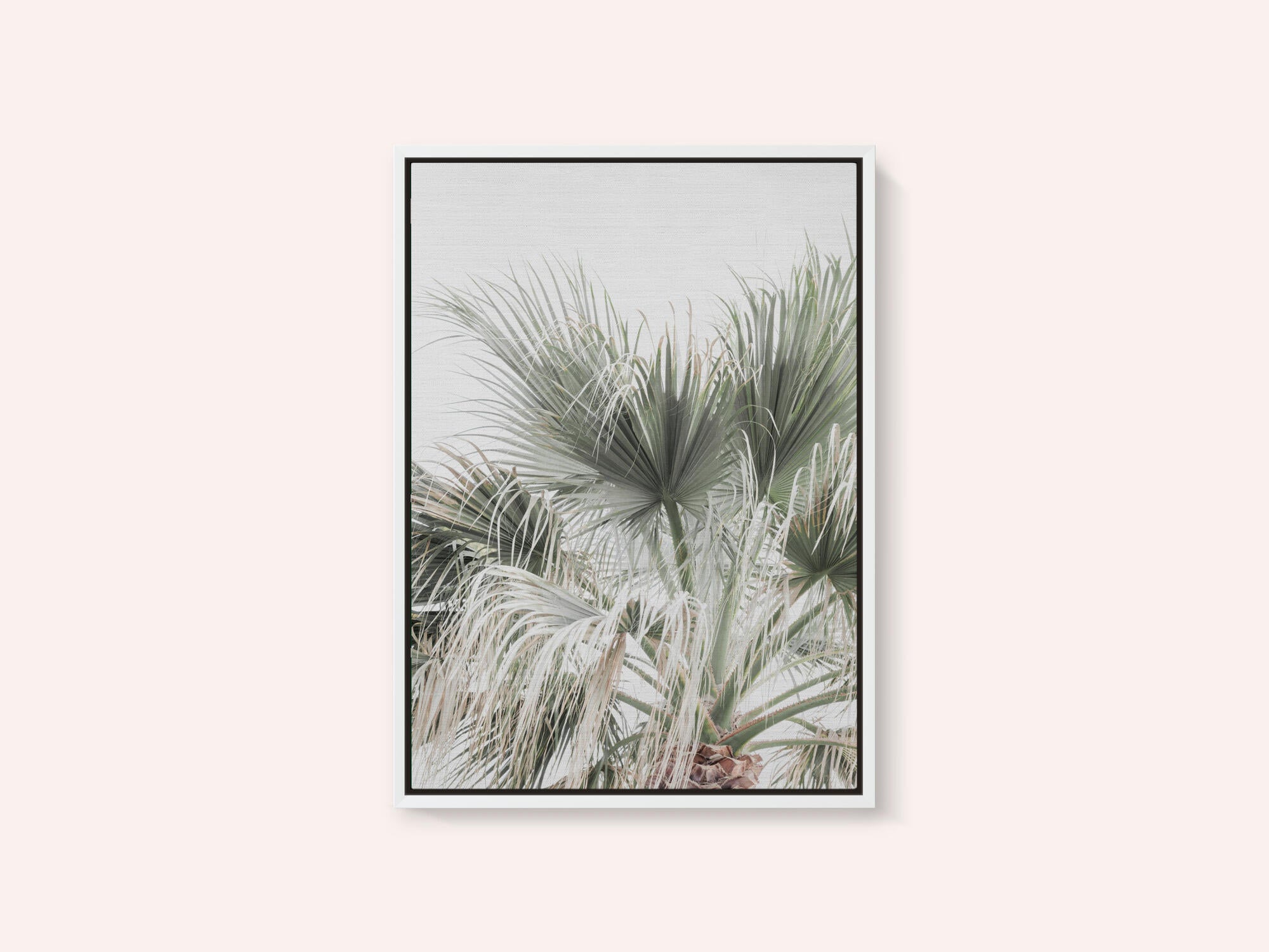 Palm Leaf