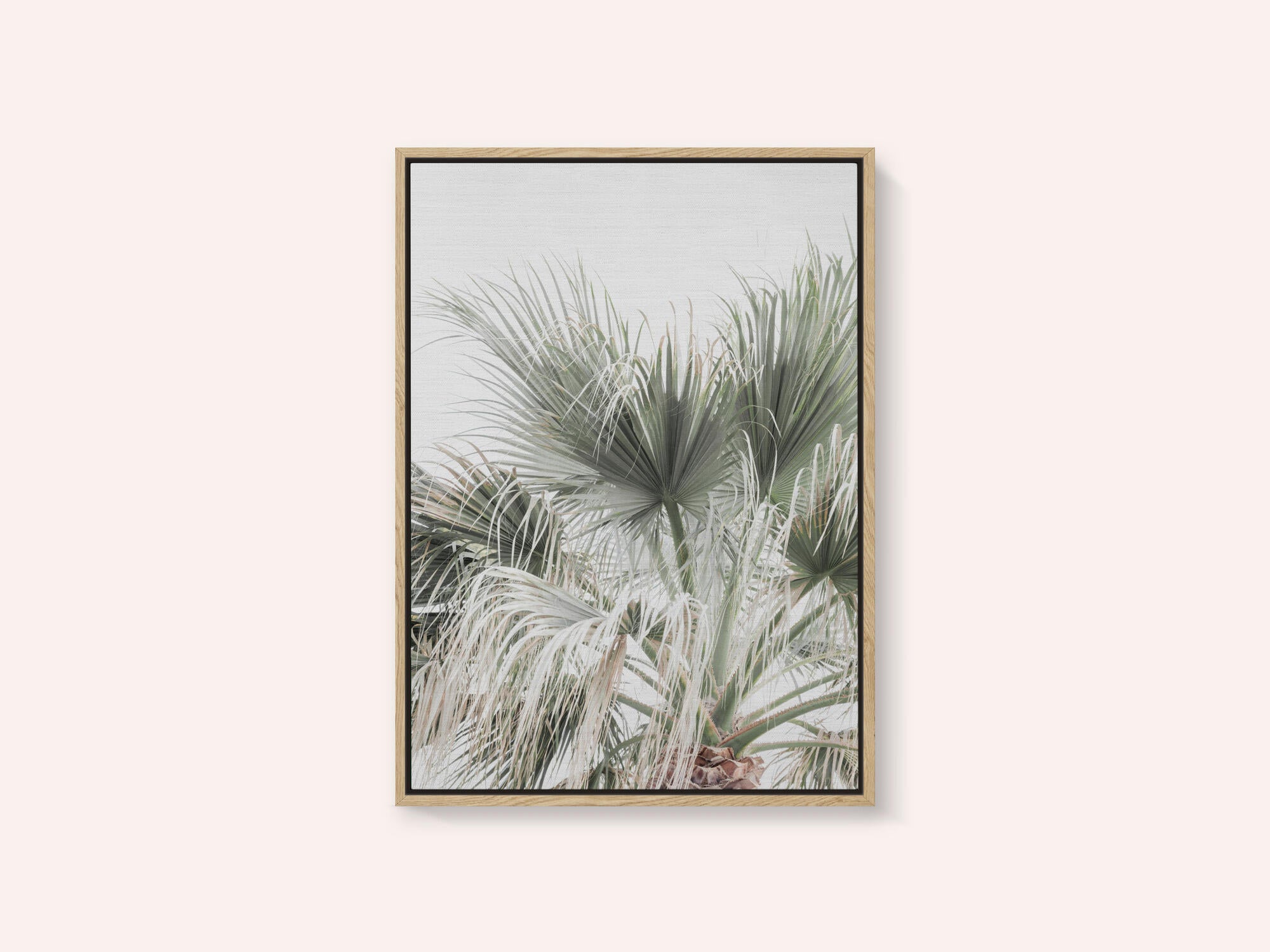 Palm Leaf