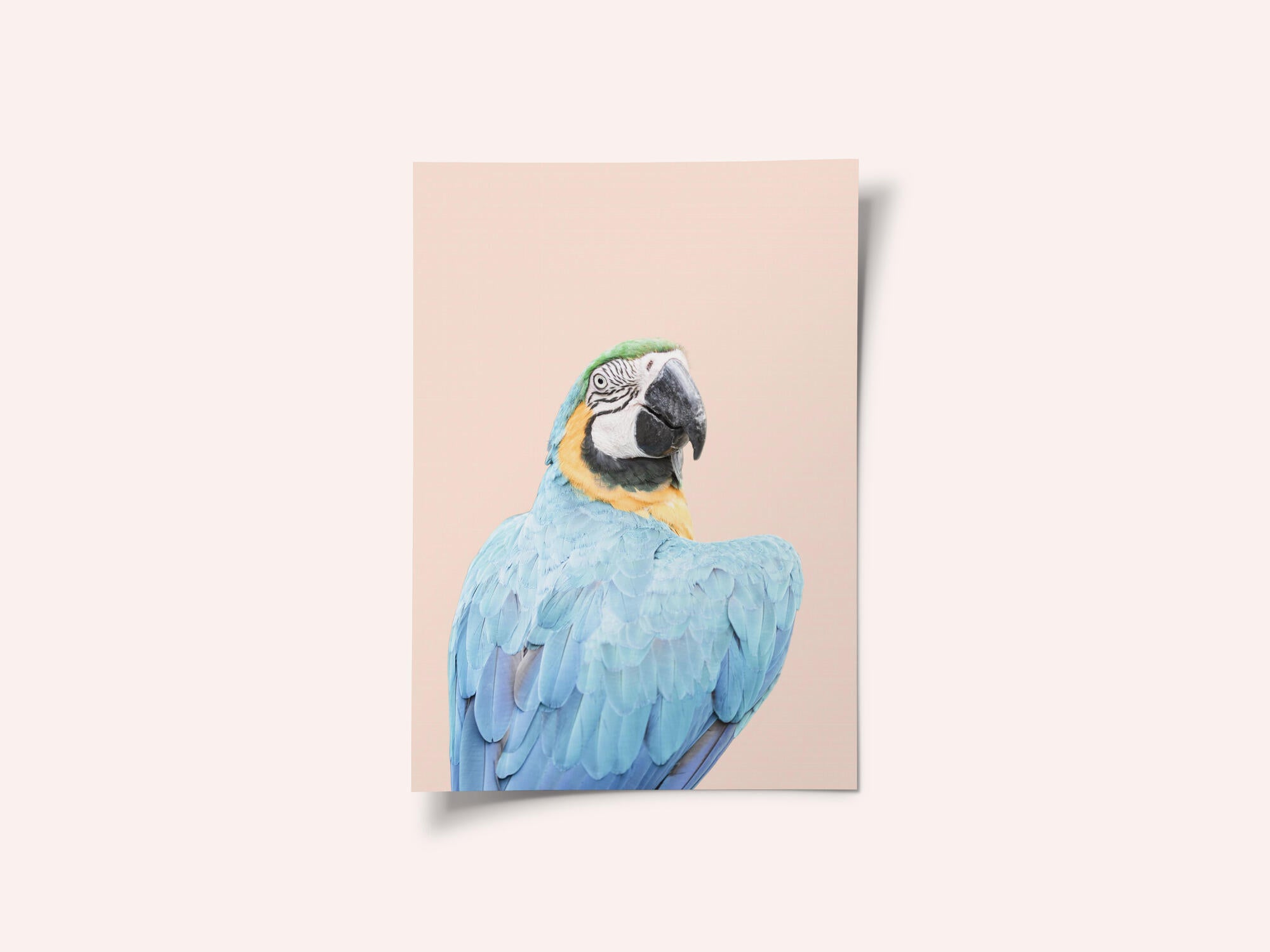 Blue Macaw