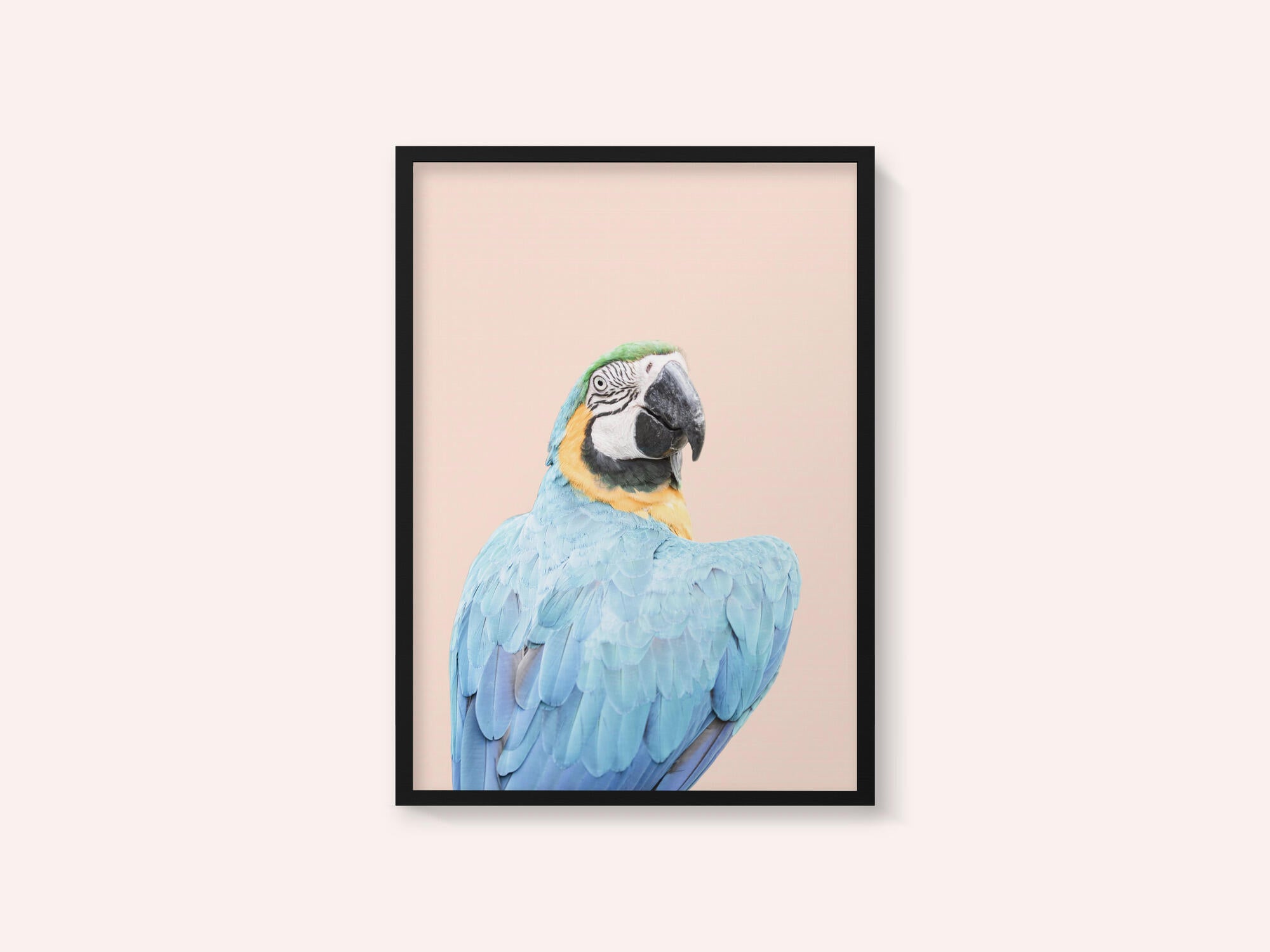 Blue Macaw
