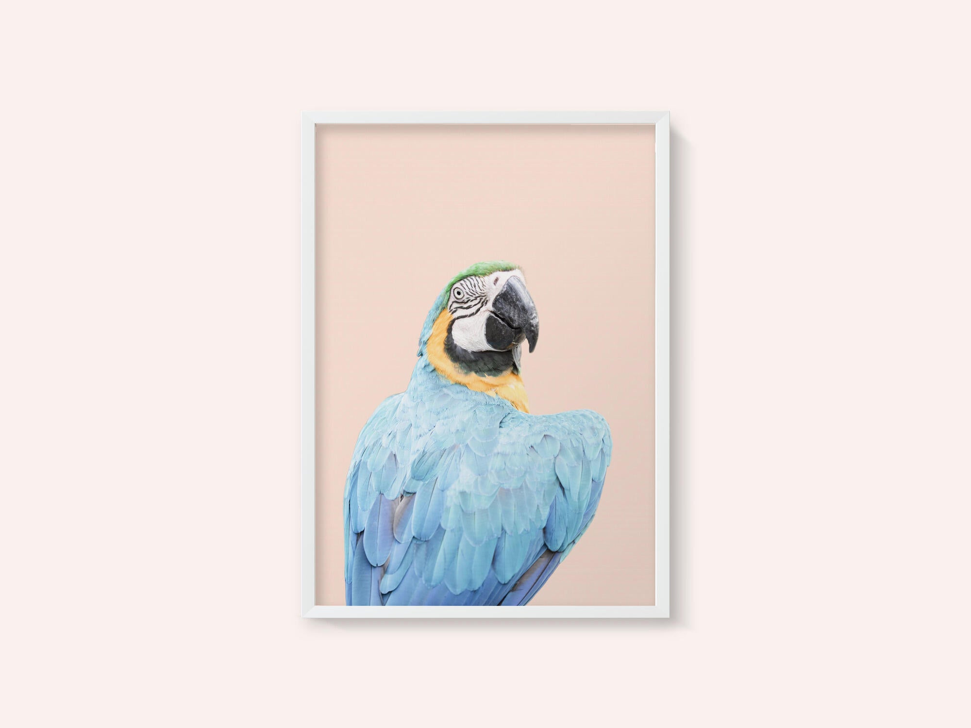 Blue Macaw