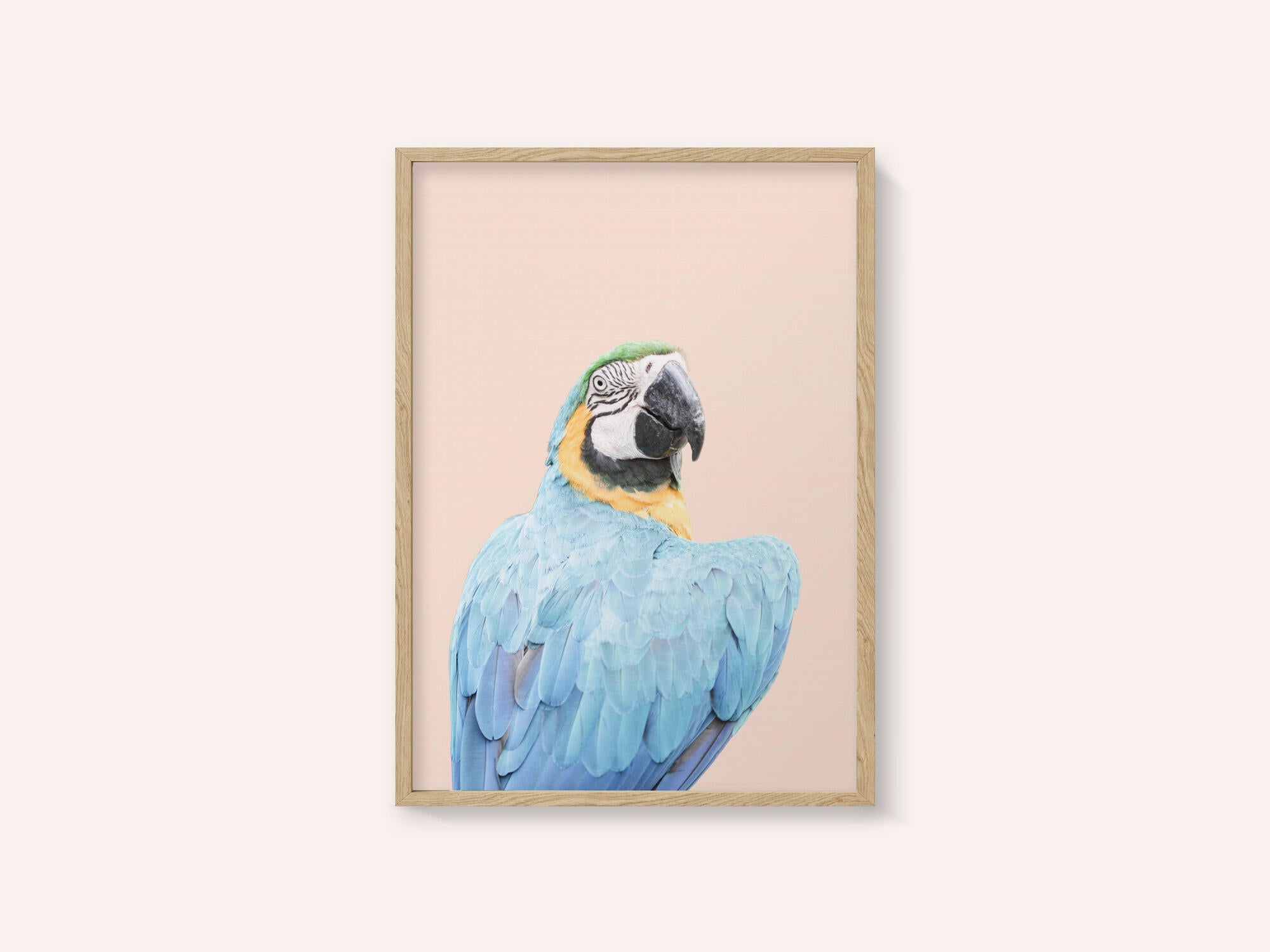 Blue Macaw