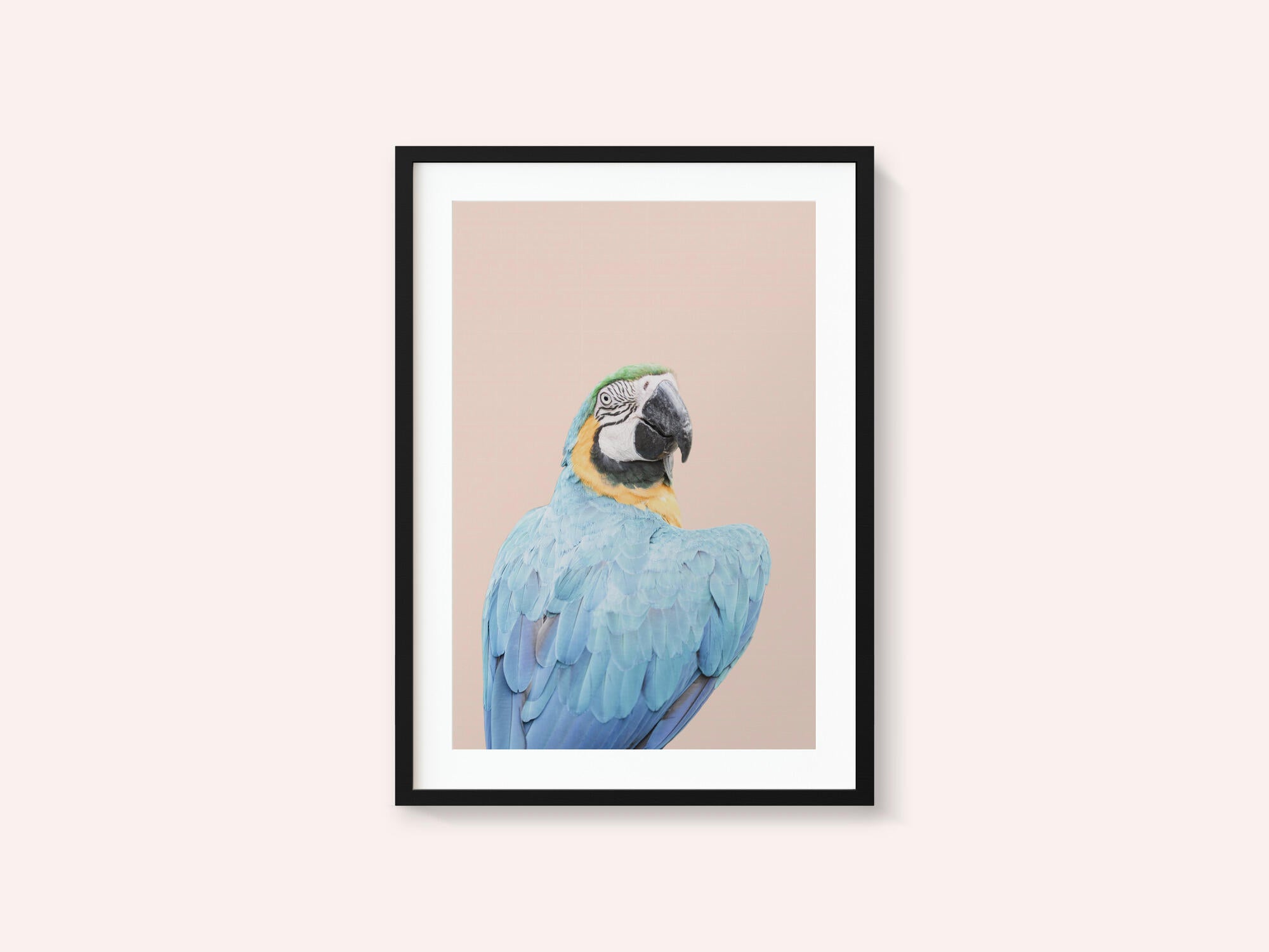 Blue Macaw