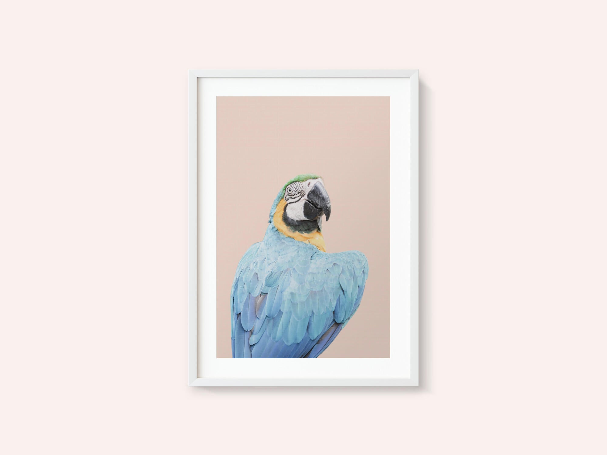 Blue Macaw