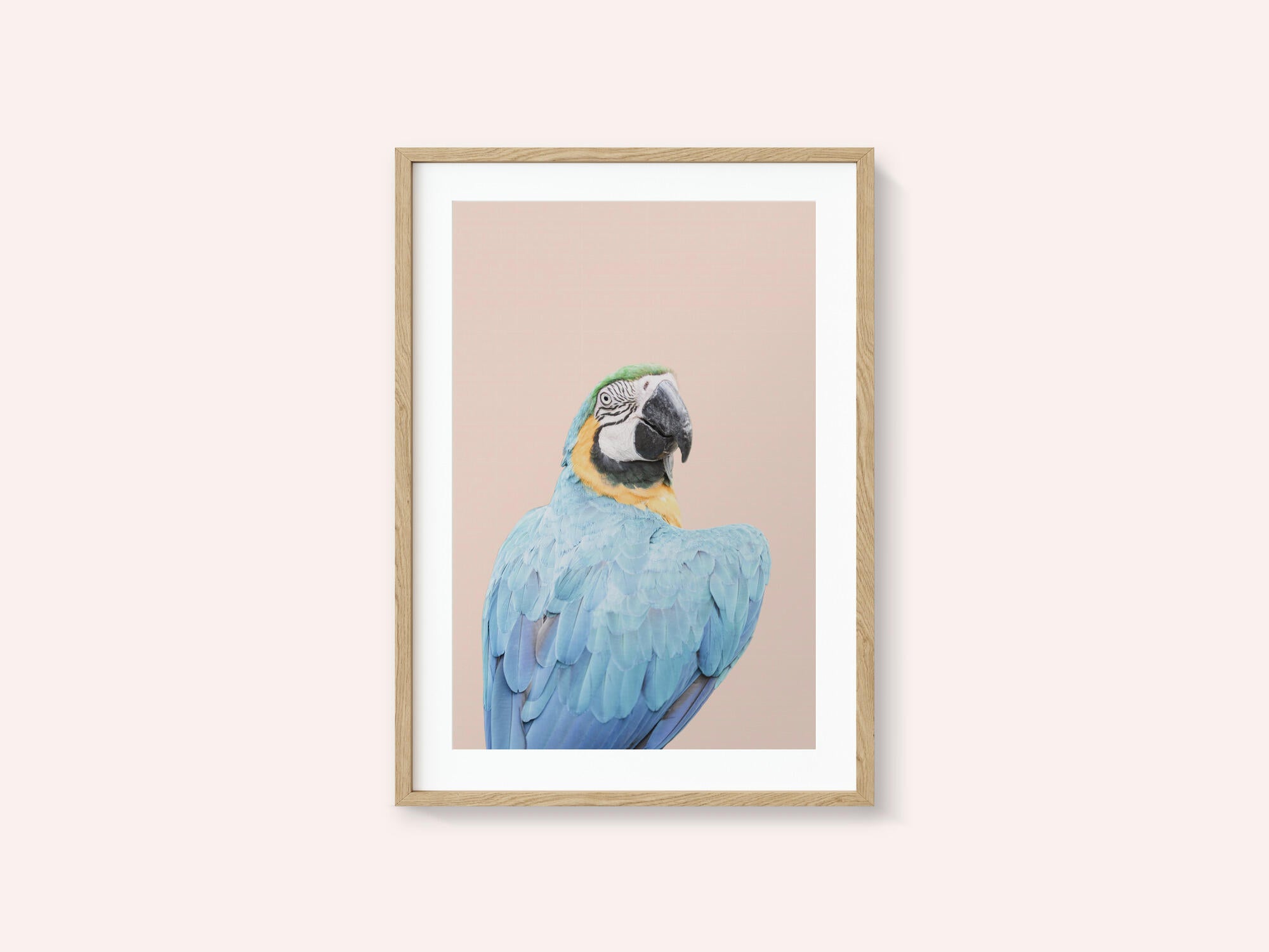 Blue Macaw