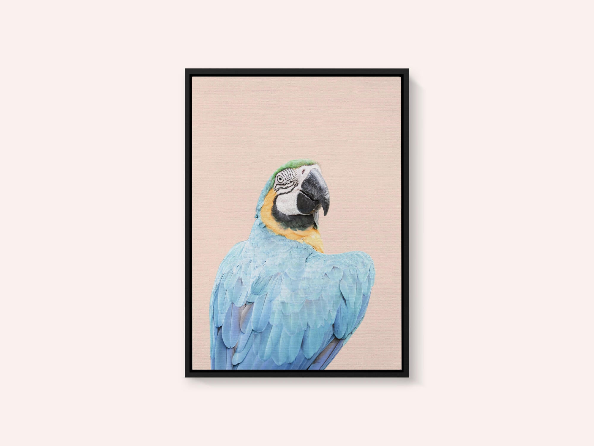 Blue Macaw