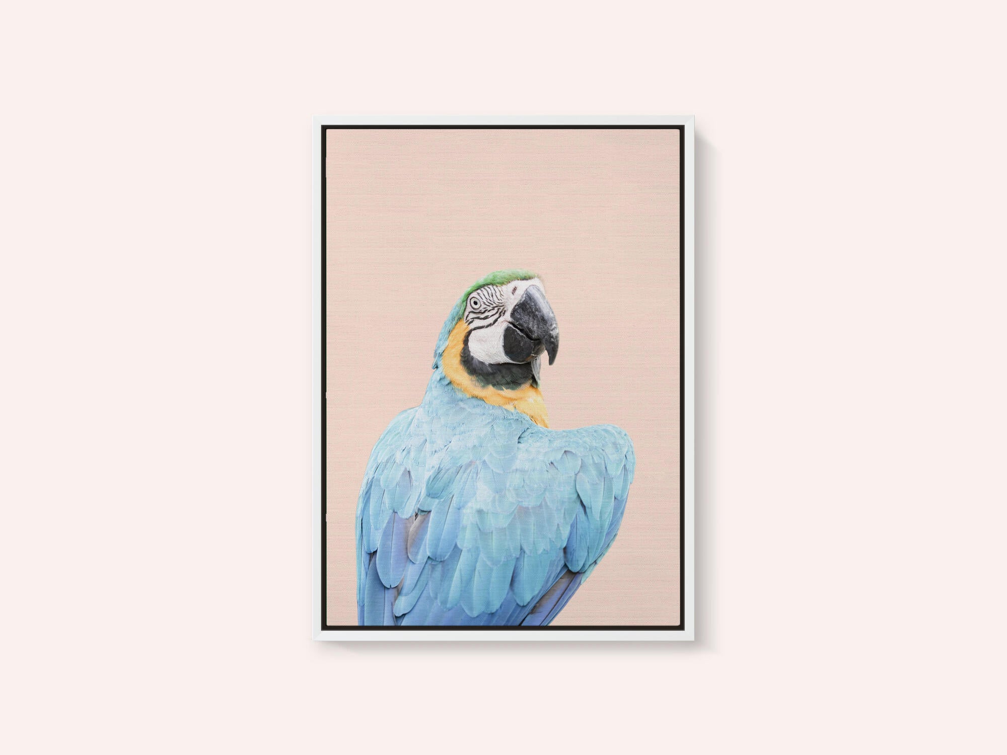 Blue Macaw