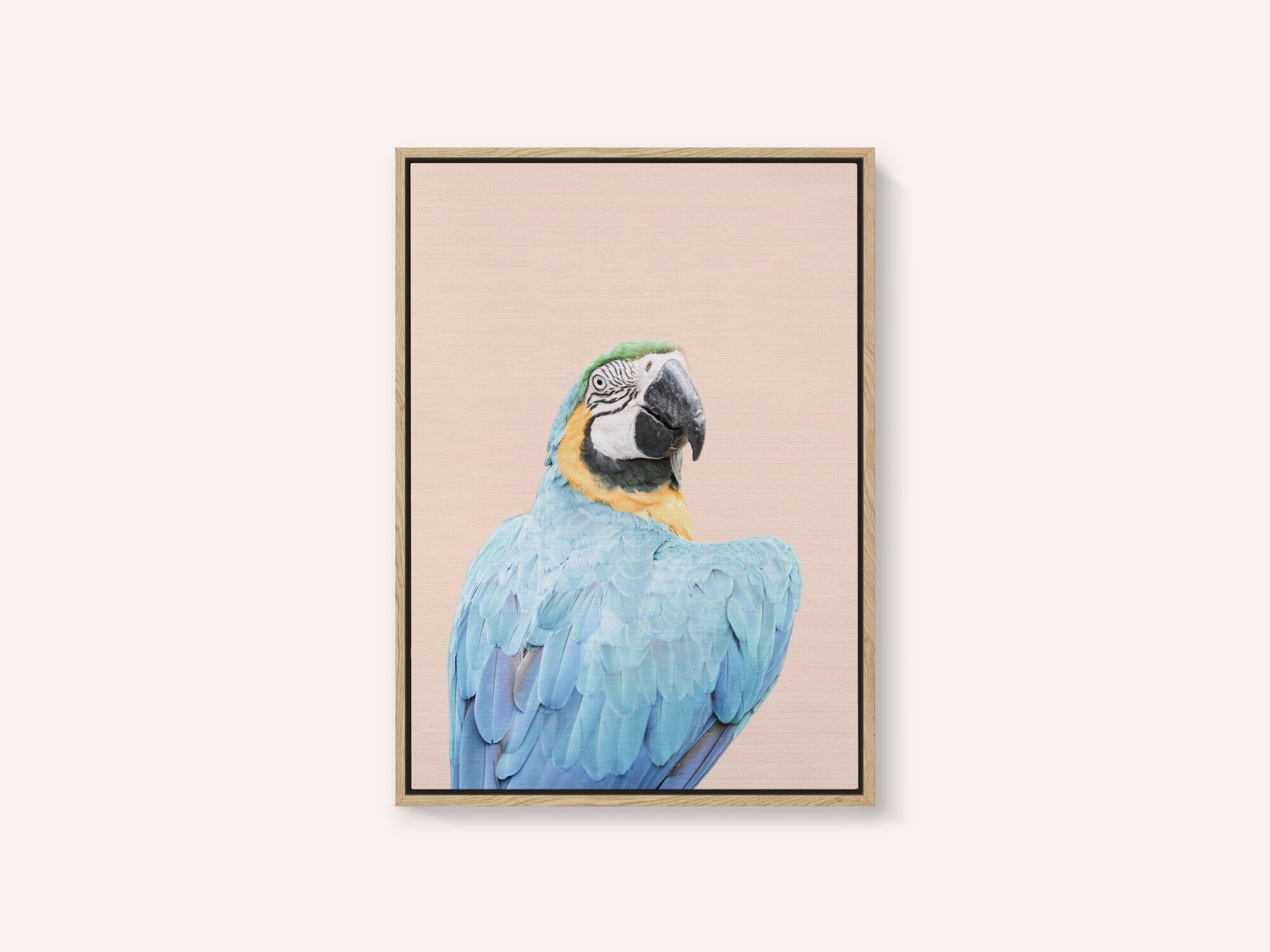 Blue Macaw