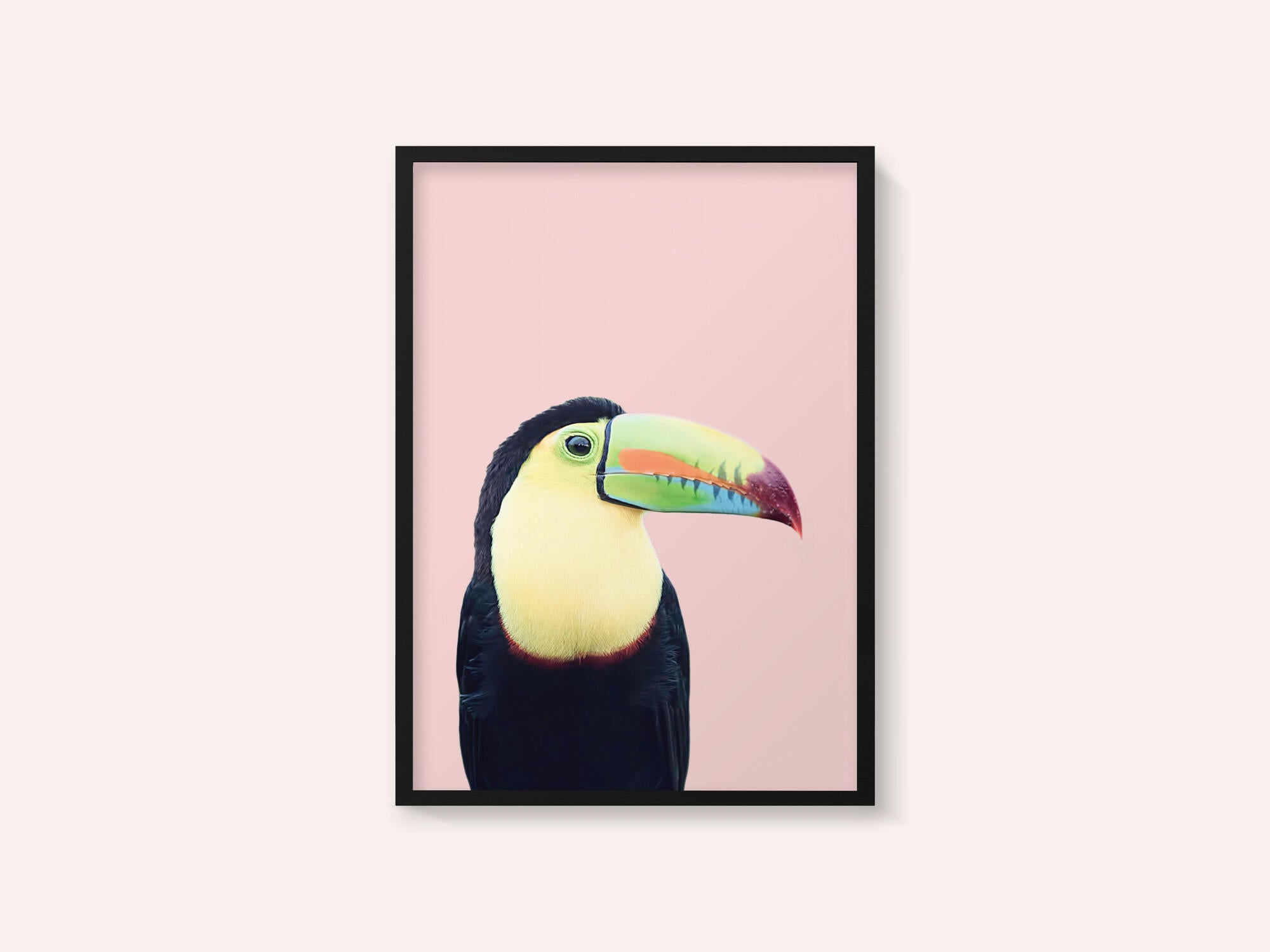 Toucan on Pink