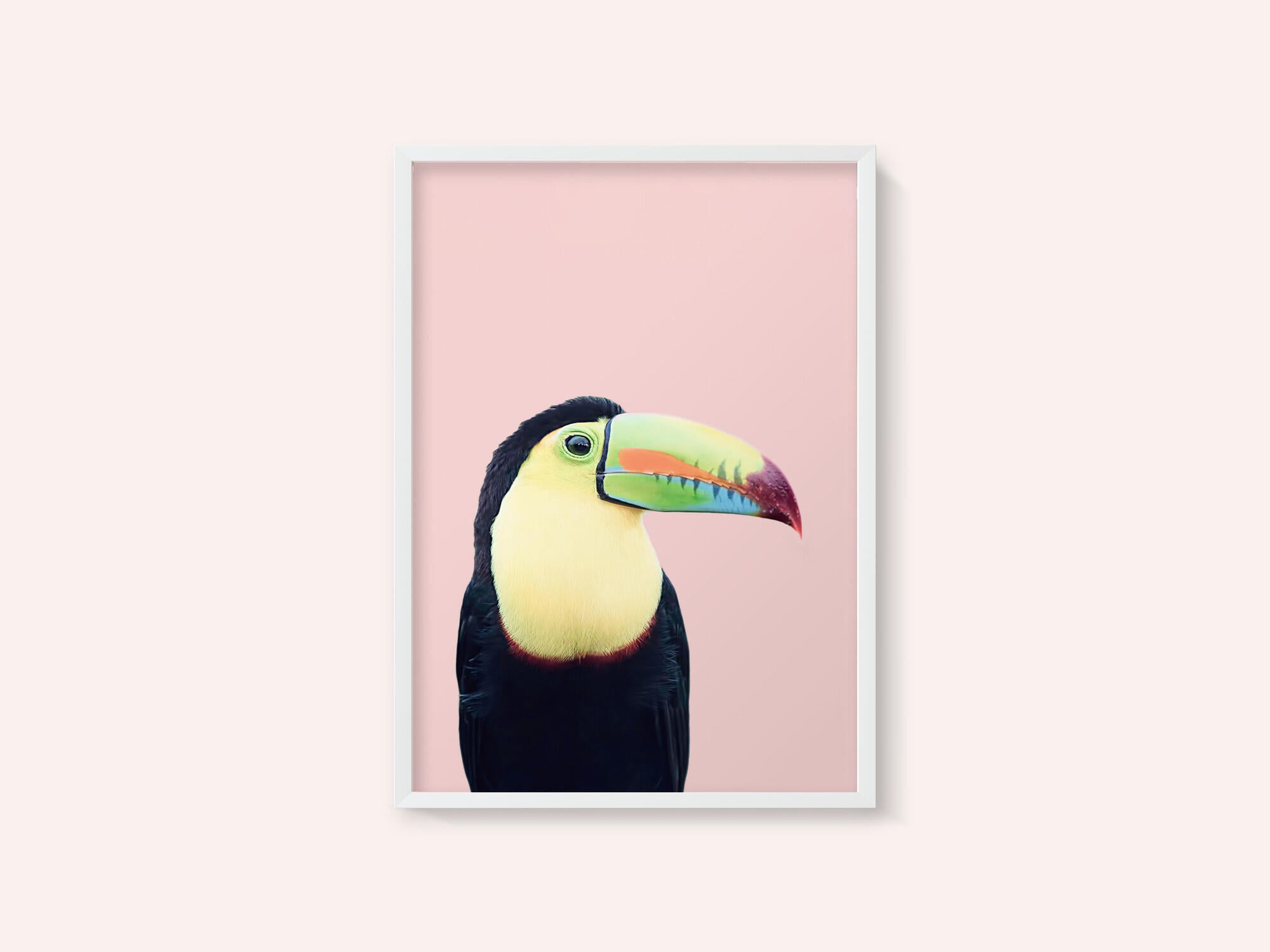 Toucan on Pink