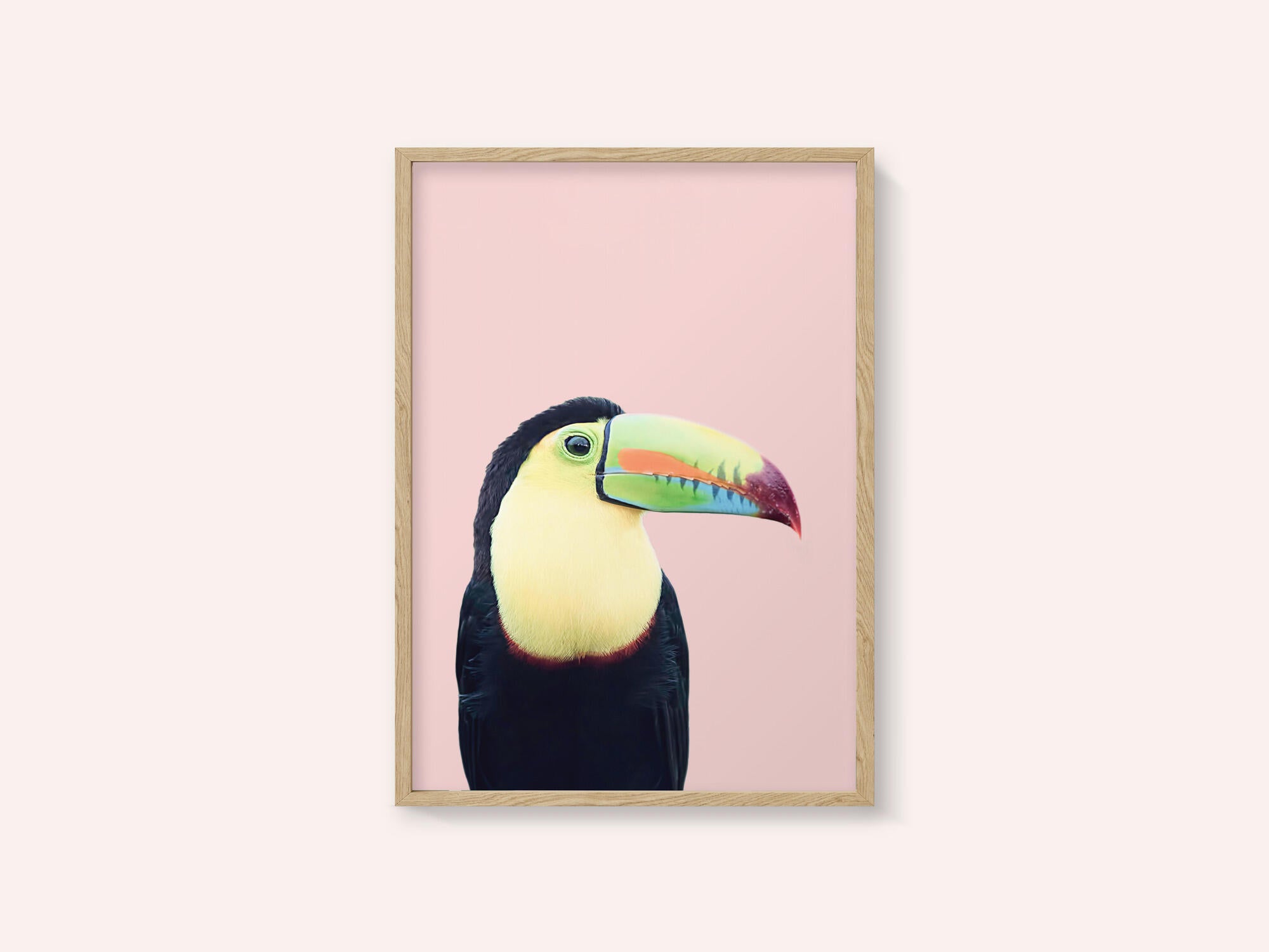 Toucan on Pink