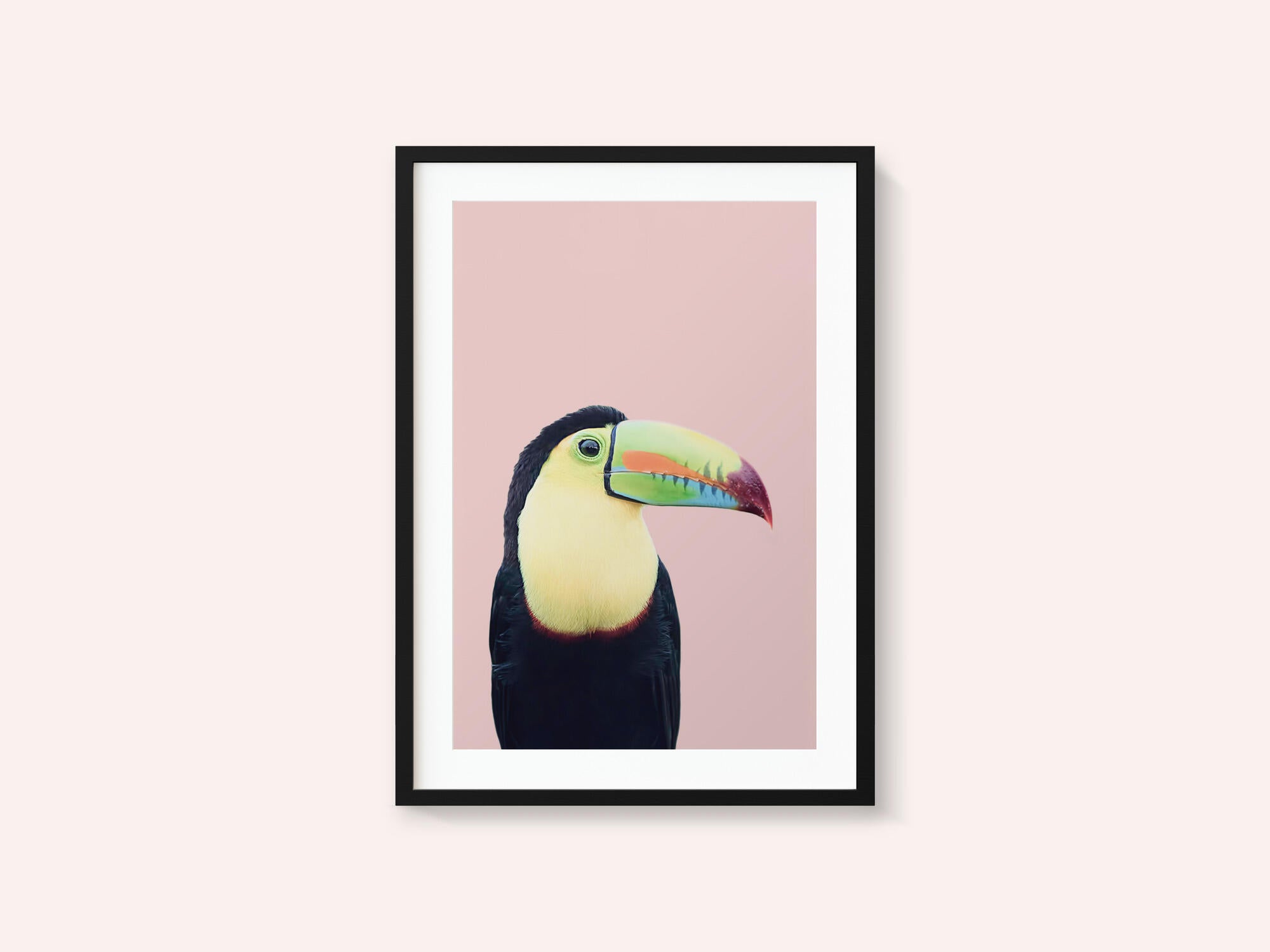 Toucan on Pink