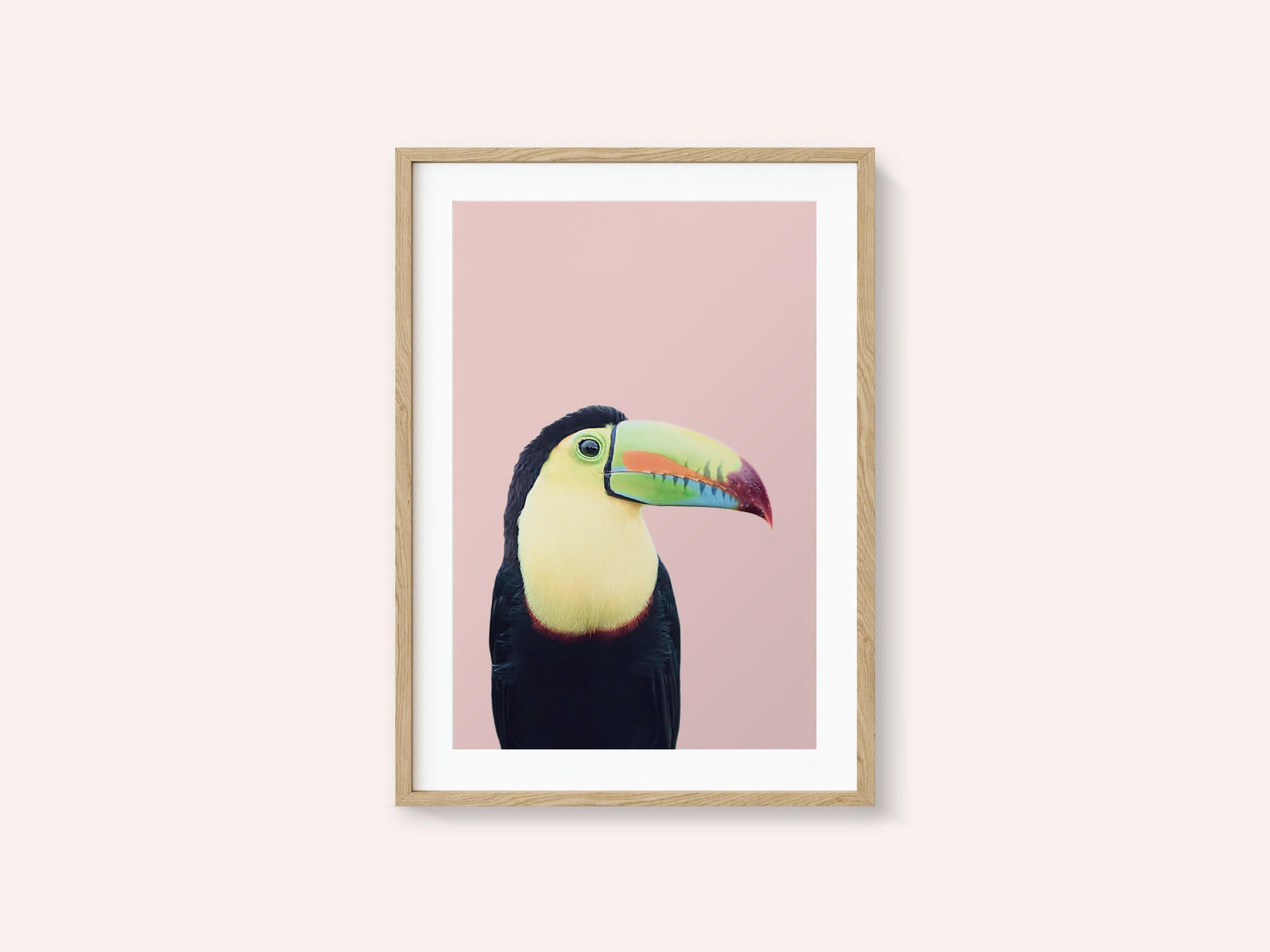 Toucan on Pink